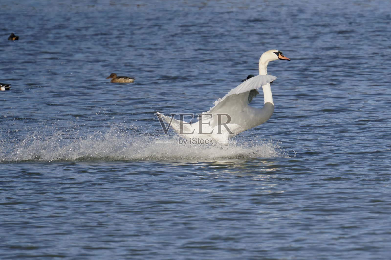 天鹅在降落阶段照片摄影图片