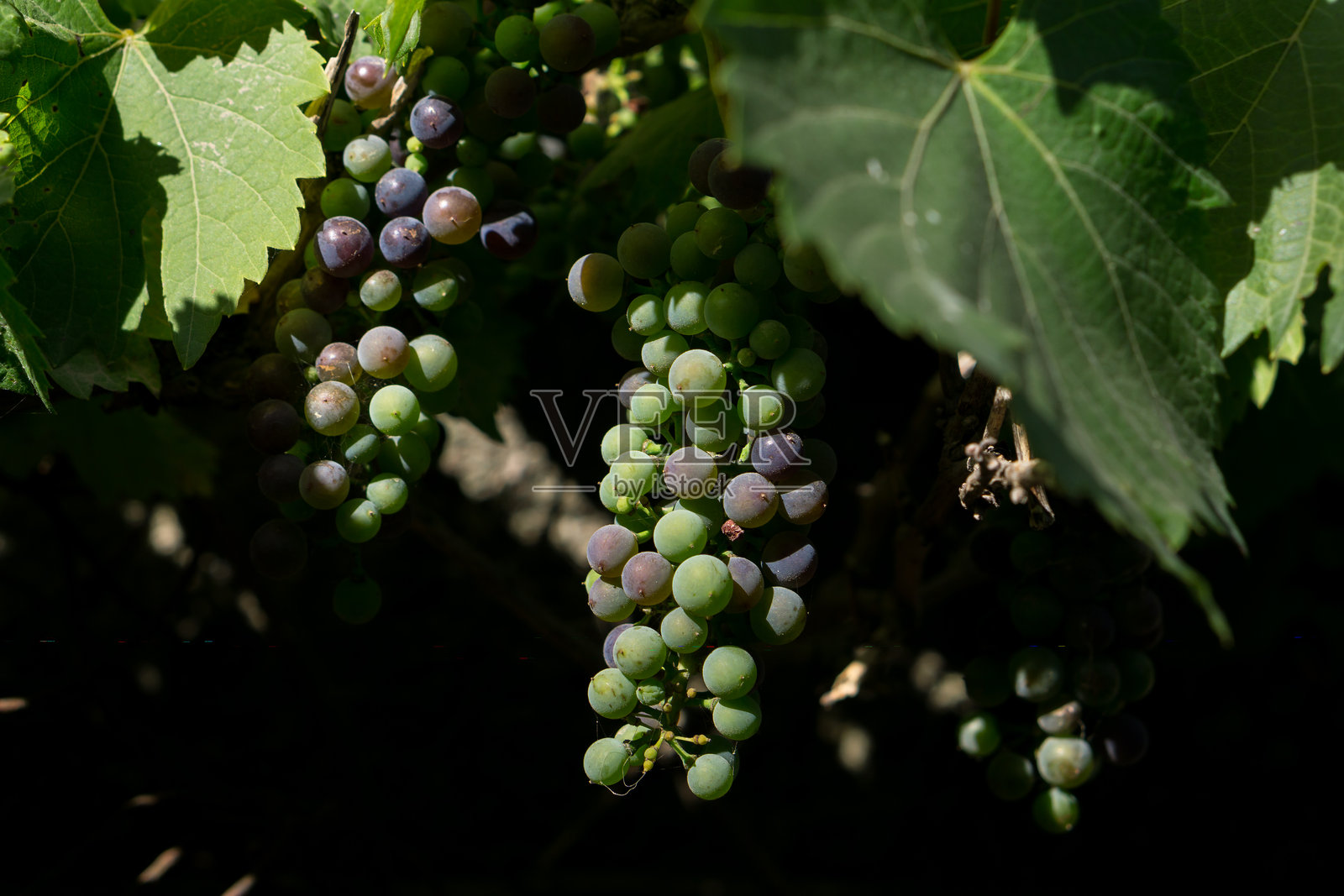 葡萄在藤架上成熟照片摄影图片