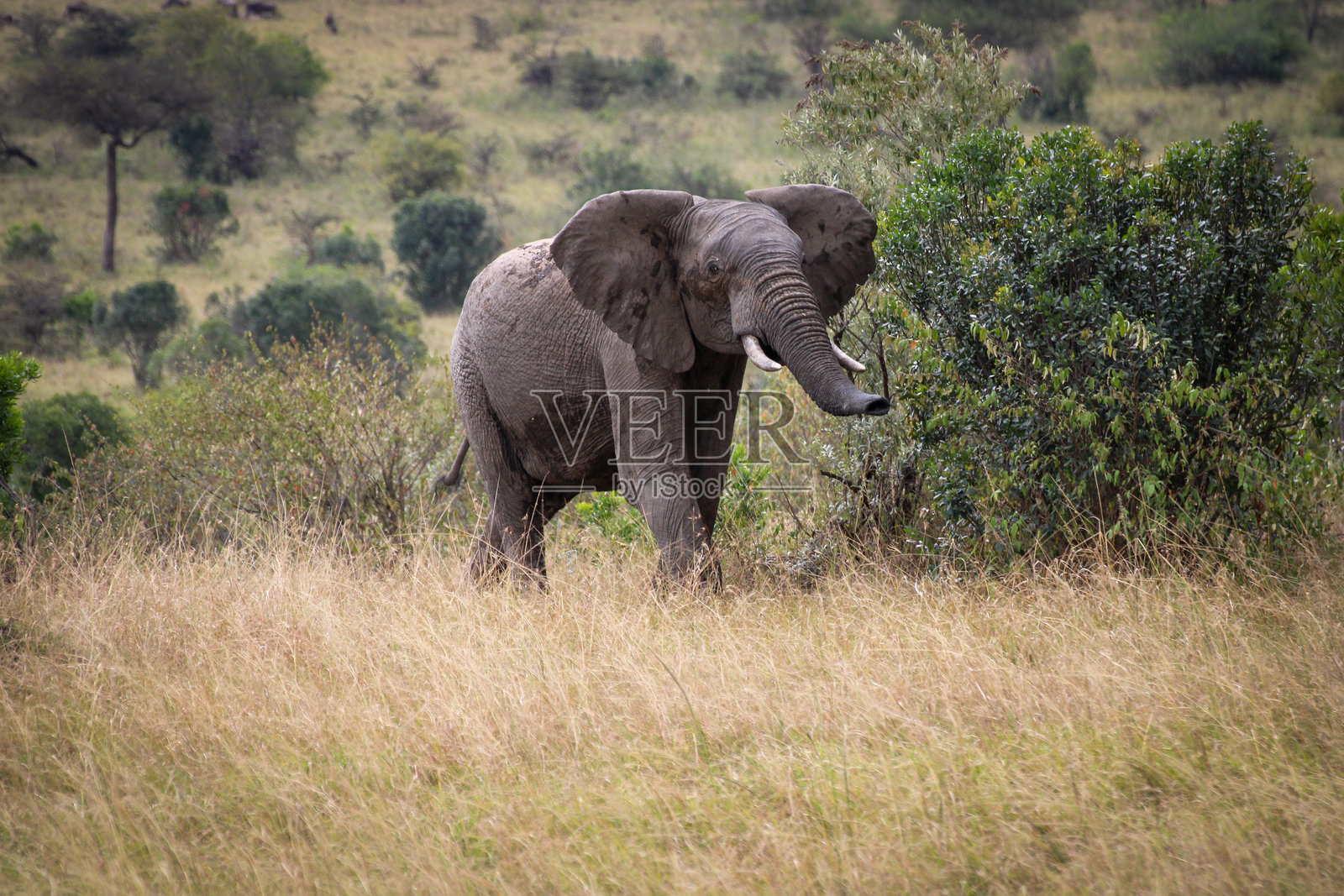 大象照片摄影图片