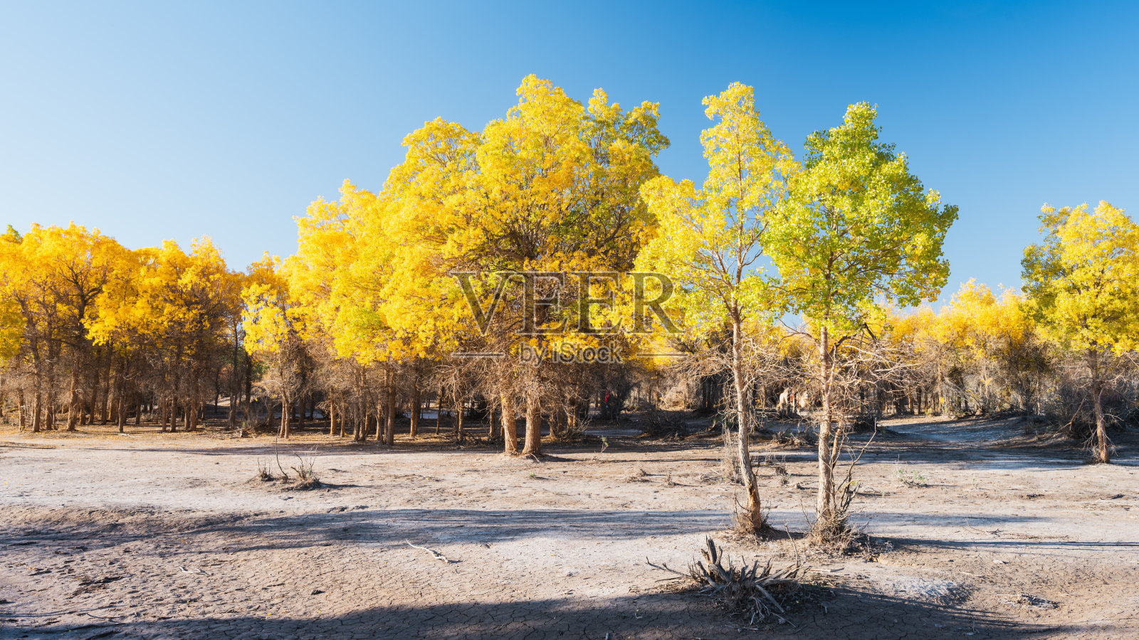 中国内蒙古额济纳胡杨林的七道桥风景照片摄影图片