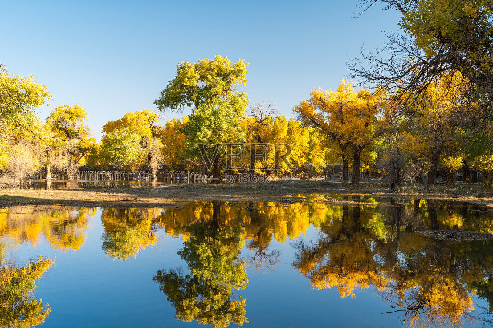 内蒙古额济纳胡杨林风景区的二道桥风景照片摄影图片