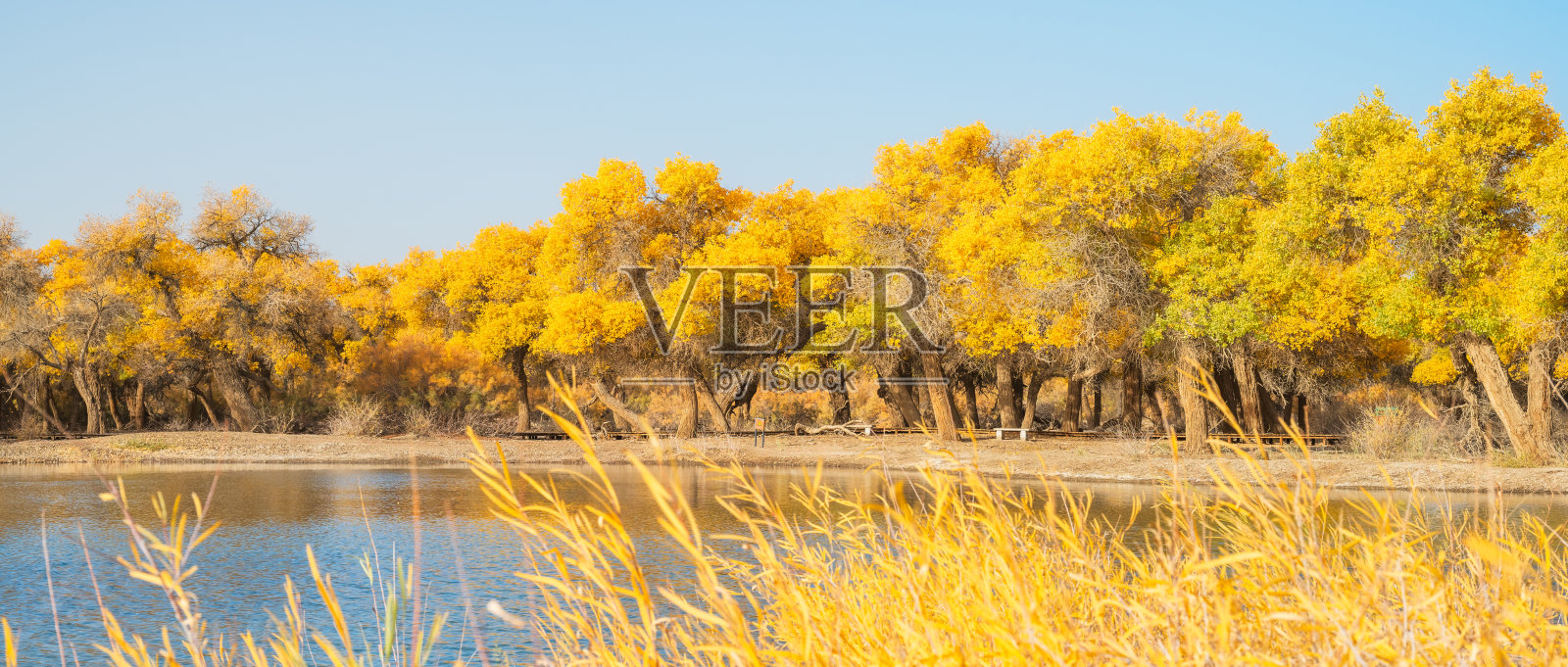 中国内蒙古额济纳沙漠胡杨林的风景照片摄影图片