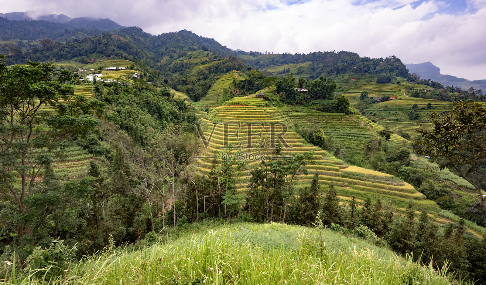 八月的梯田稻田照片摄影图片
