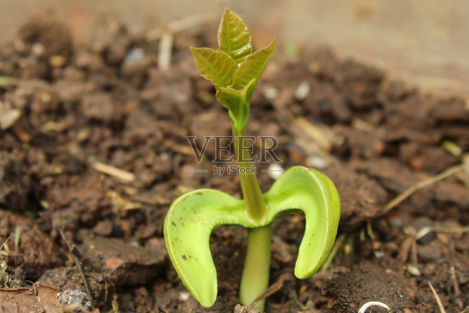 绿色树木的特写，易于生长的树苗。生态，环境照片摄影图片