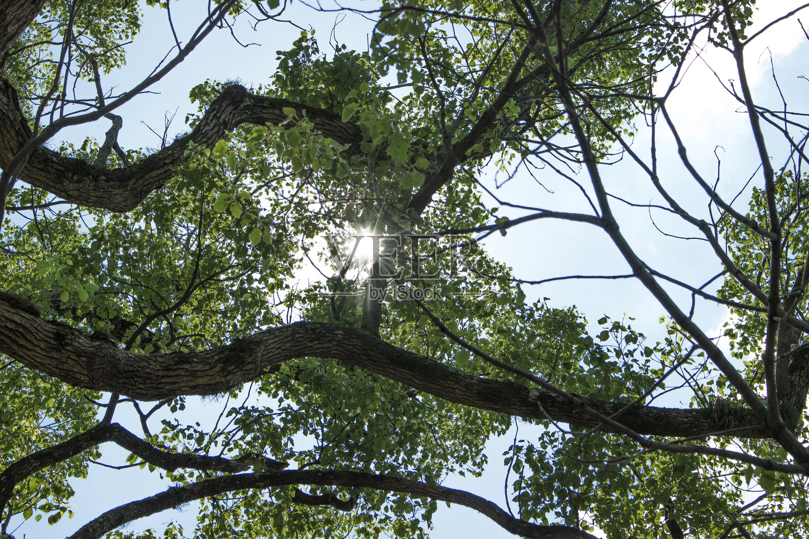蓝天透过樟树的叶子洒落。照片摄影图片