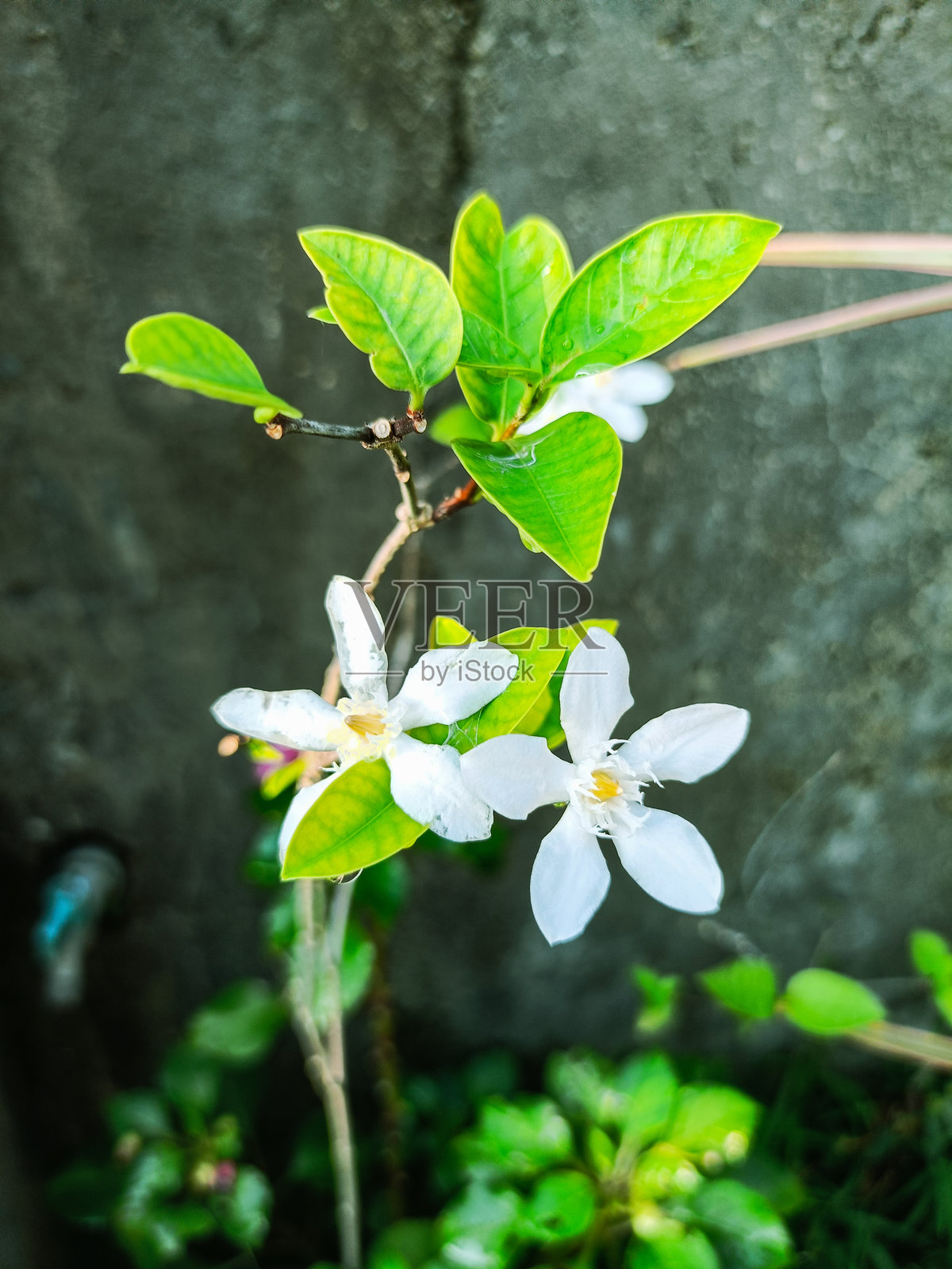 印尼西爪哇省万隆 - 2024年11月30日：茉莉花在花园中绽放得美丽动人照片摄影图片