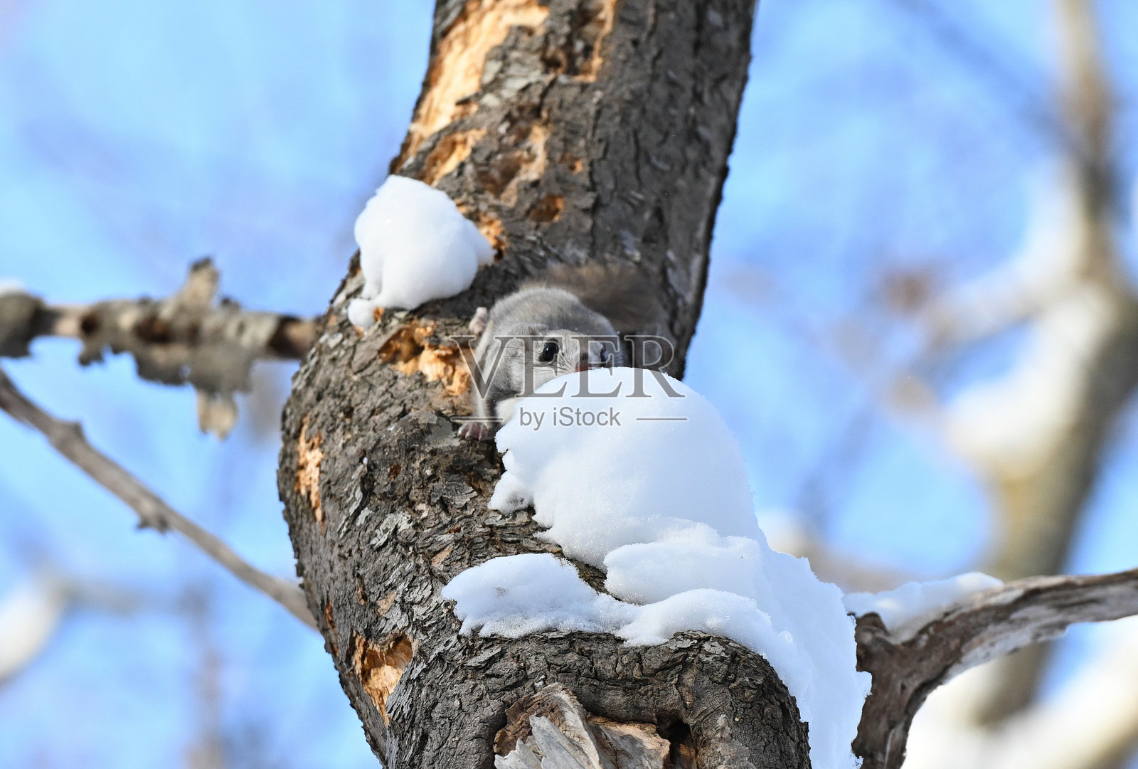 在北海道的公园里，一只飞鼠在白天吃着堆积在树上的雪。照片摄影图片