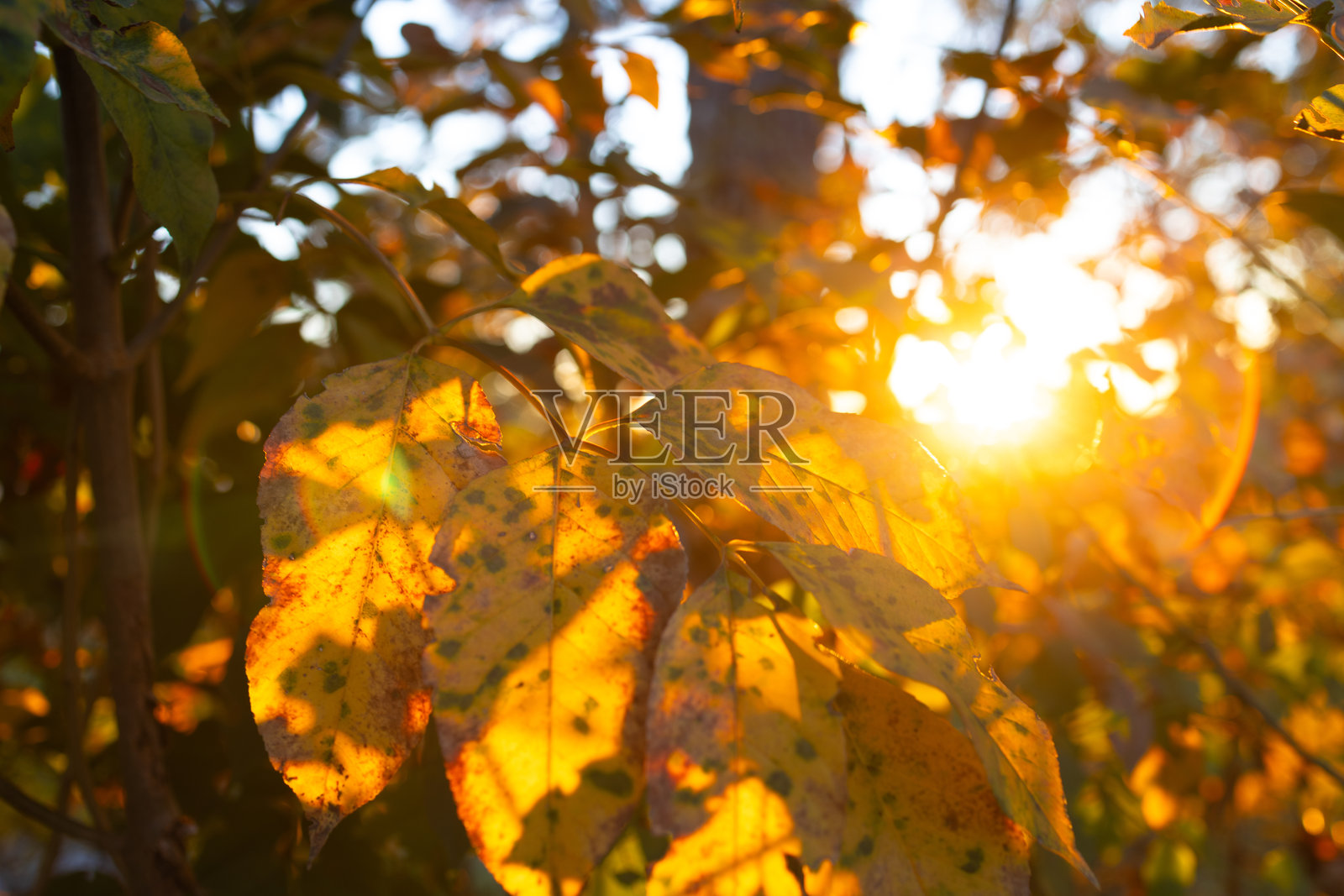 金色阳光透过秋叶照耀照片摄影图片