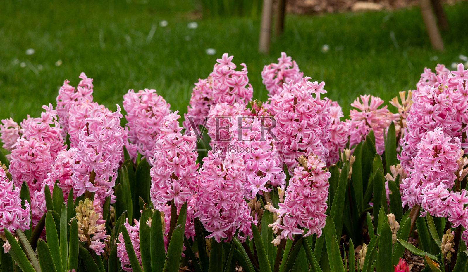 春天花园中盛开的粉色风信子。照片摄影图片