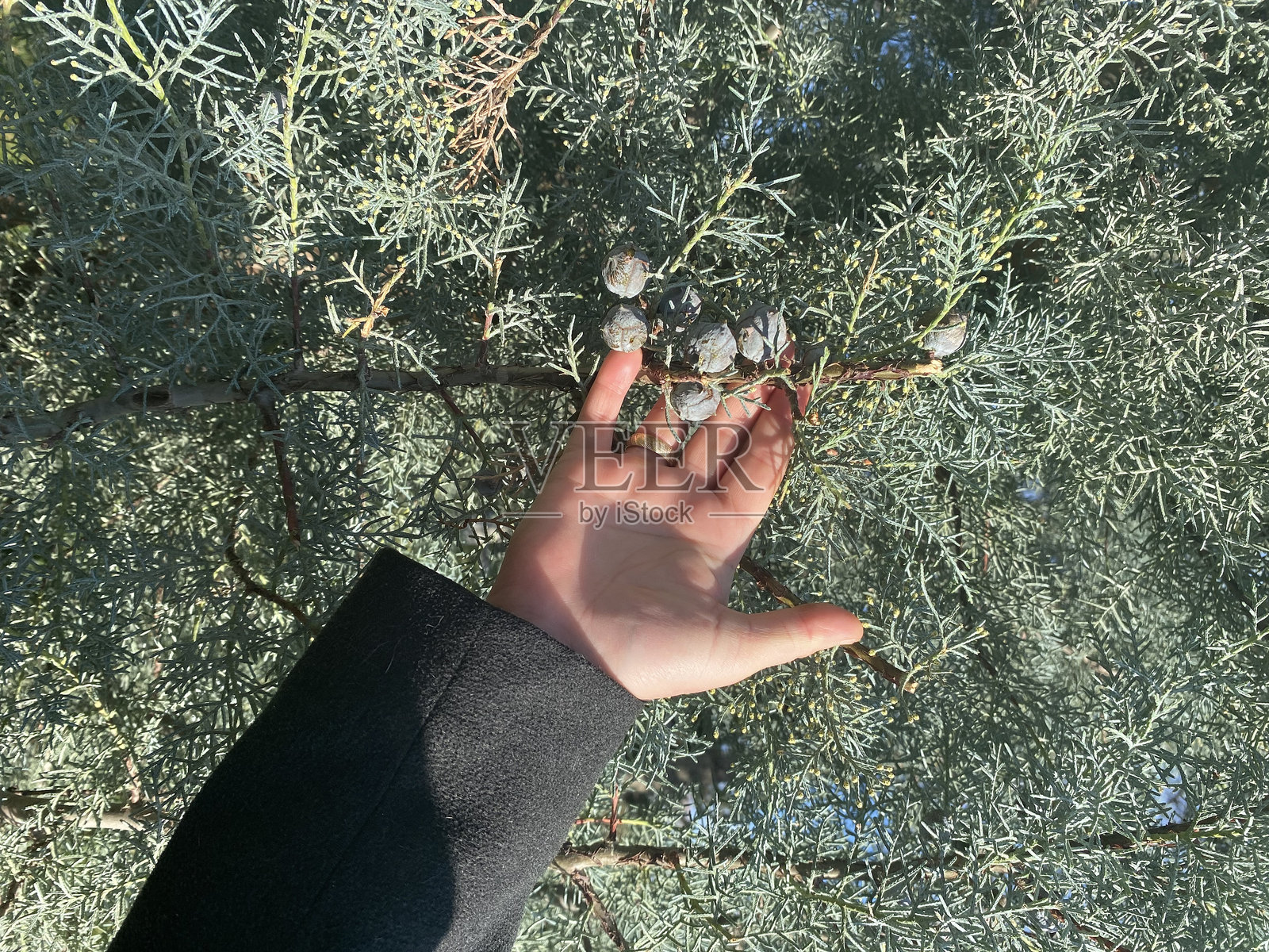 白人女性的手在树上握着柏树的果实。照片摄影图片