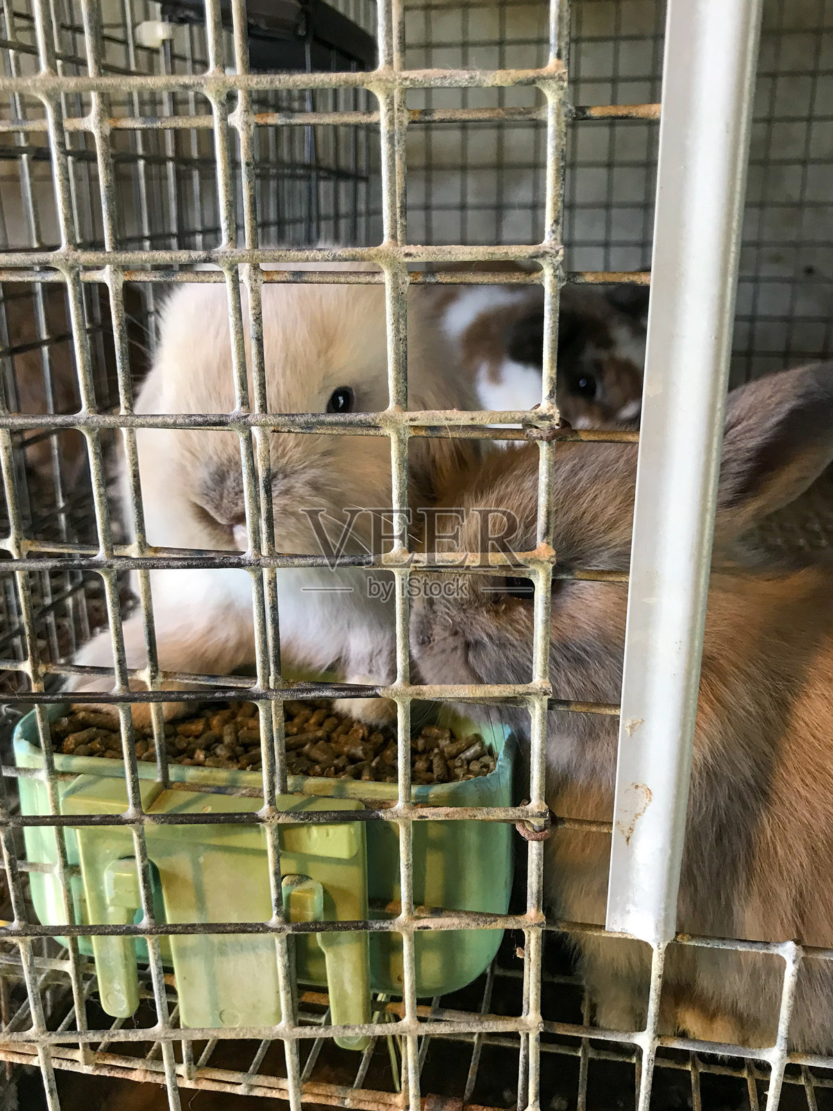 兔子照片摄影图片