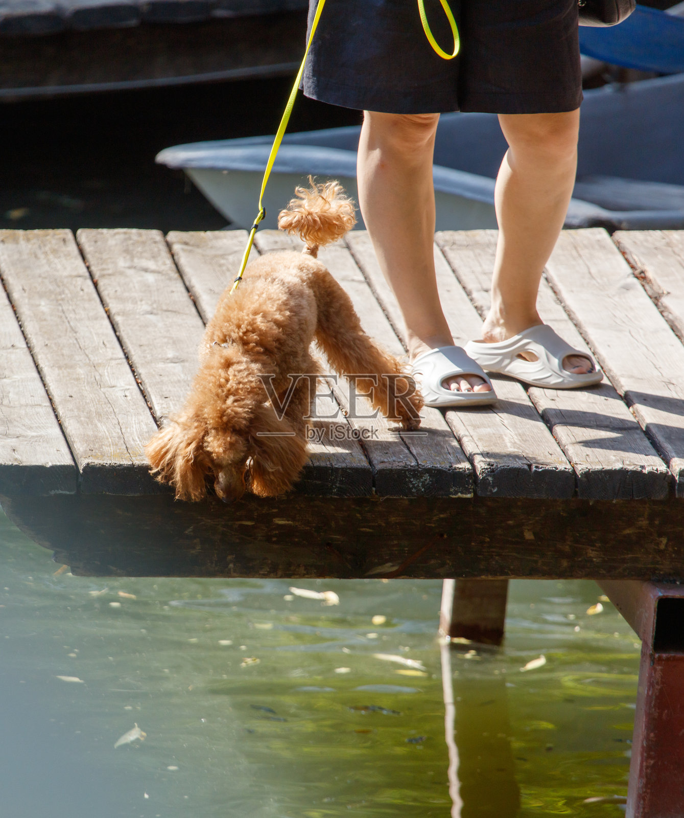 一位女性在码头遛狗照片摄影图片