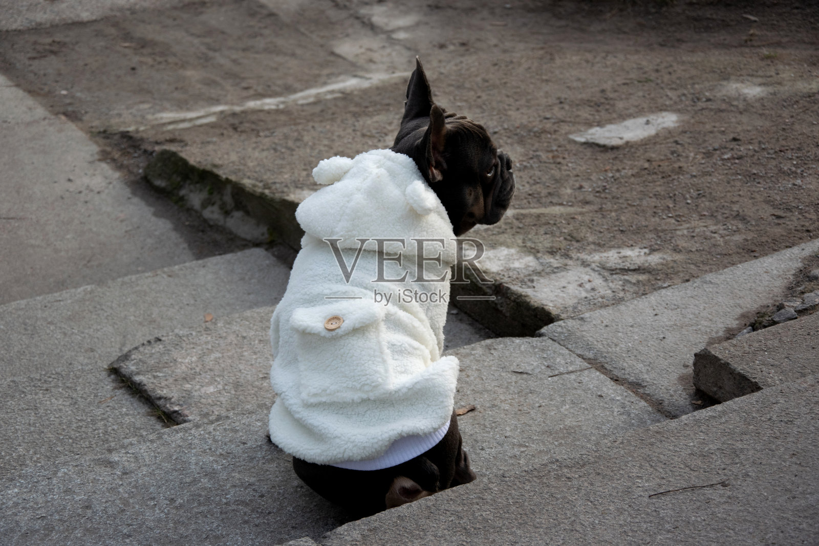 一只穿着柔软白色连帽衫的小法国斗牛犬坐在混凝土台阶上。环境宁静而阴凉，暗示着一个平和的下午。照片摄影图片