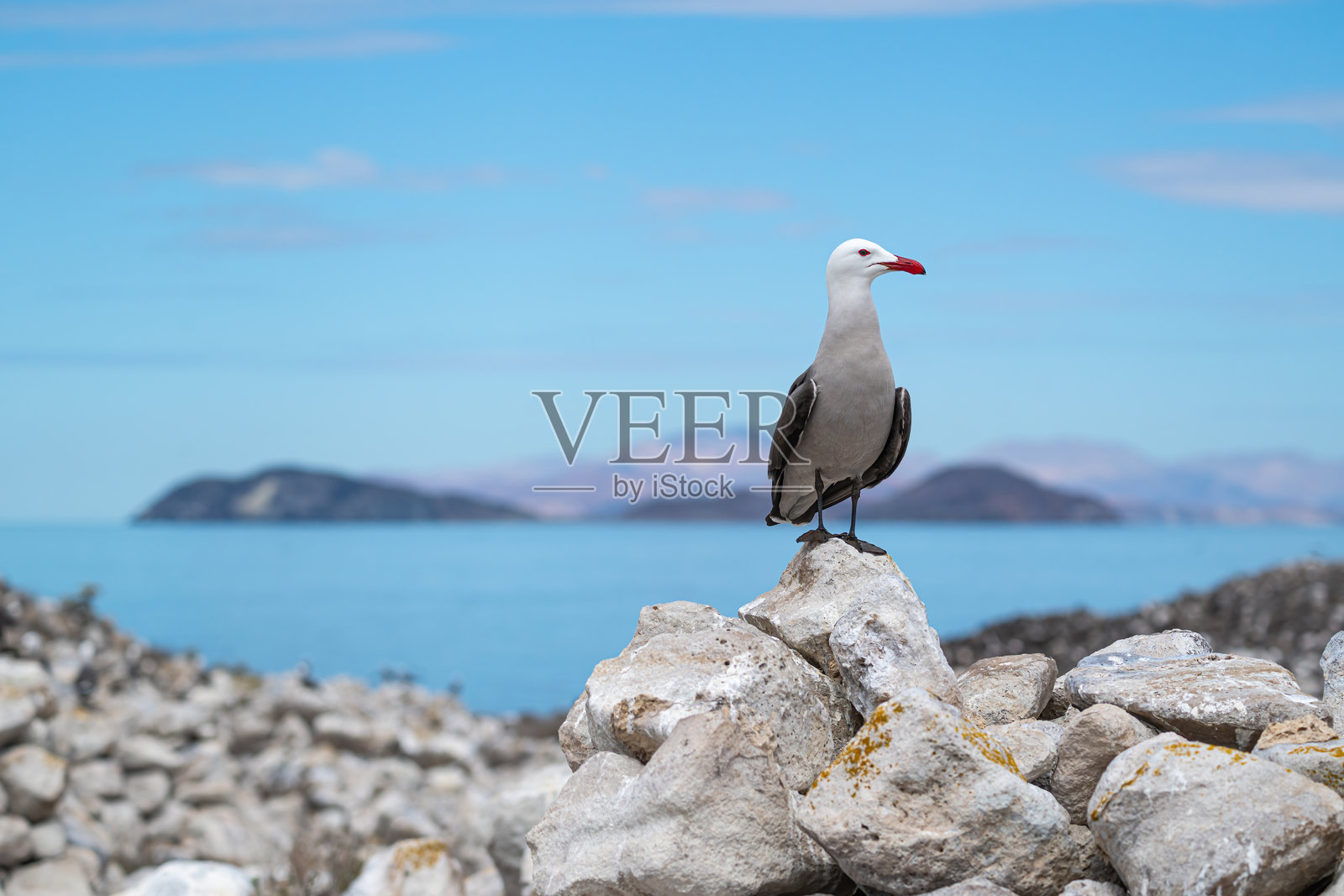 一只赫尔曼鸥（Larus heermanni）站在墨西哥下加利福尼亚州。照片摄影图片