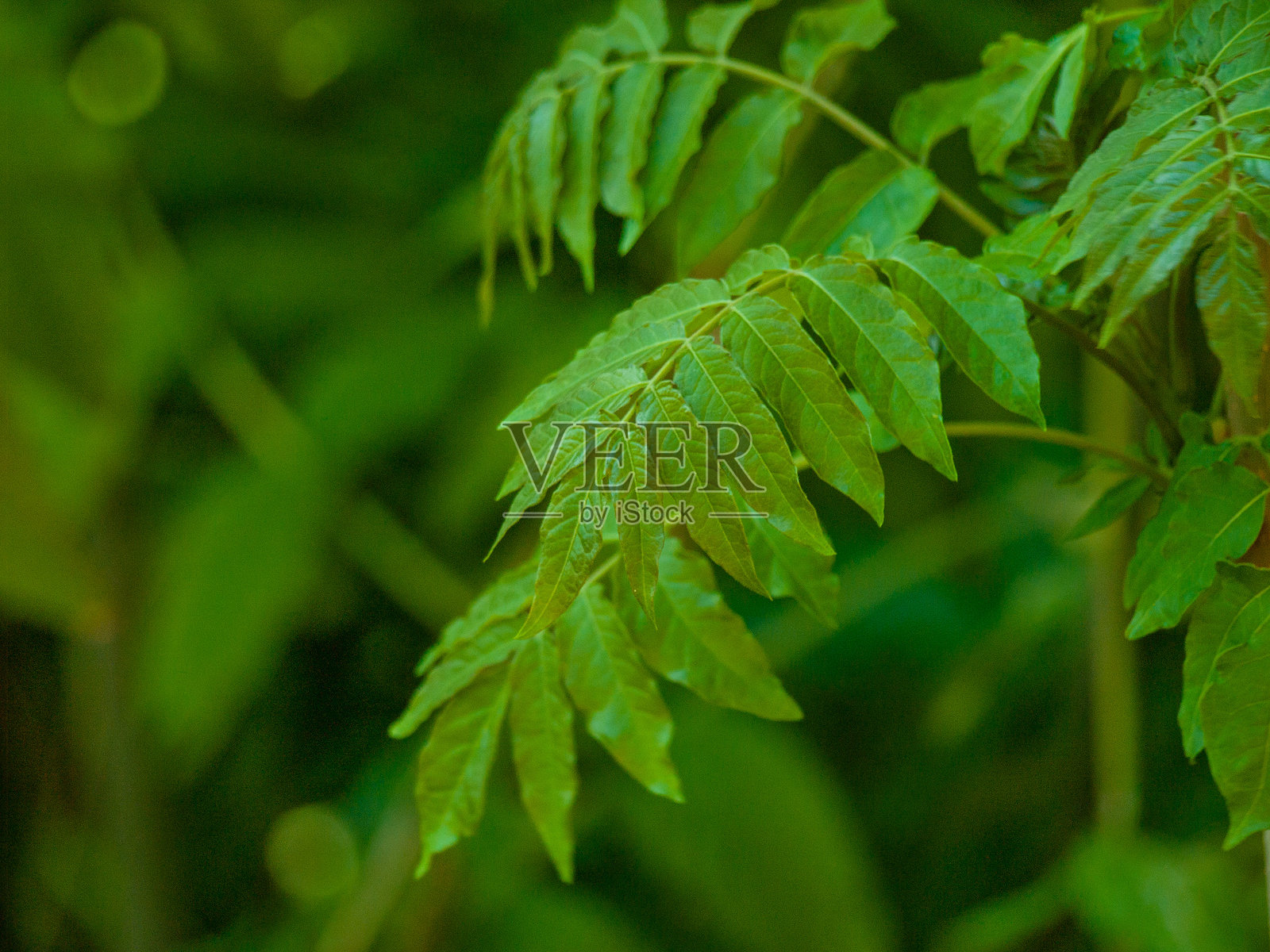 郁郁葱葱的热带植物在明亮的日子里，展现自然的宁静、植物的美丽、春天和清新感。留白空间。照片摄影图片