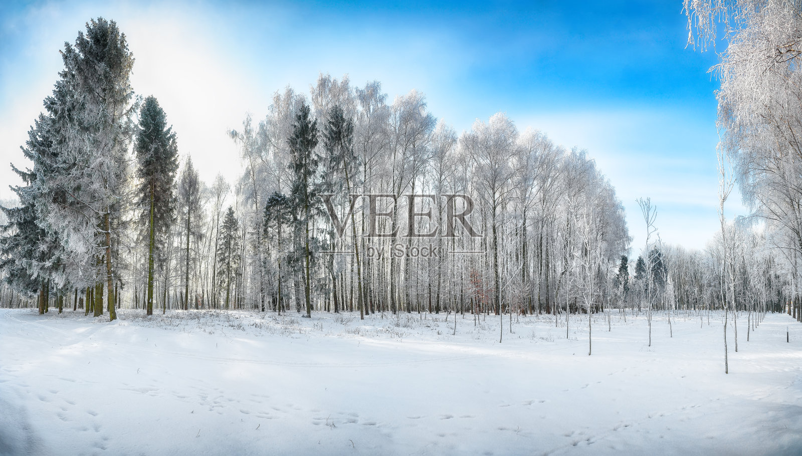 城市公园中覆盖着雪的树木壮丽景观。照片摄影图片