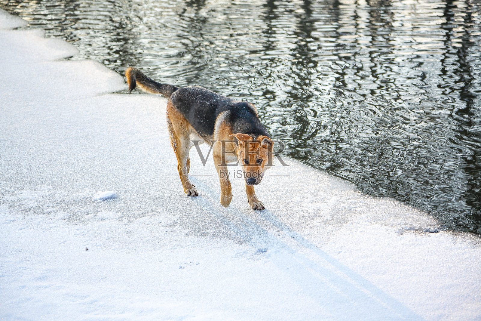 一只狗在冬天的冰冻池塘上散步。照片摄影图片