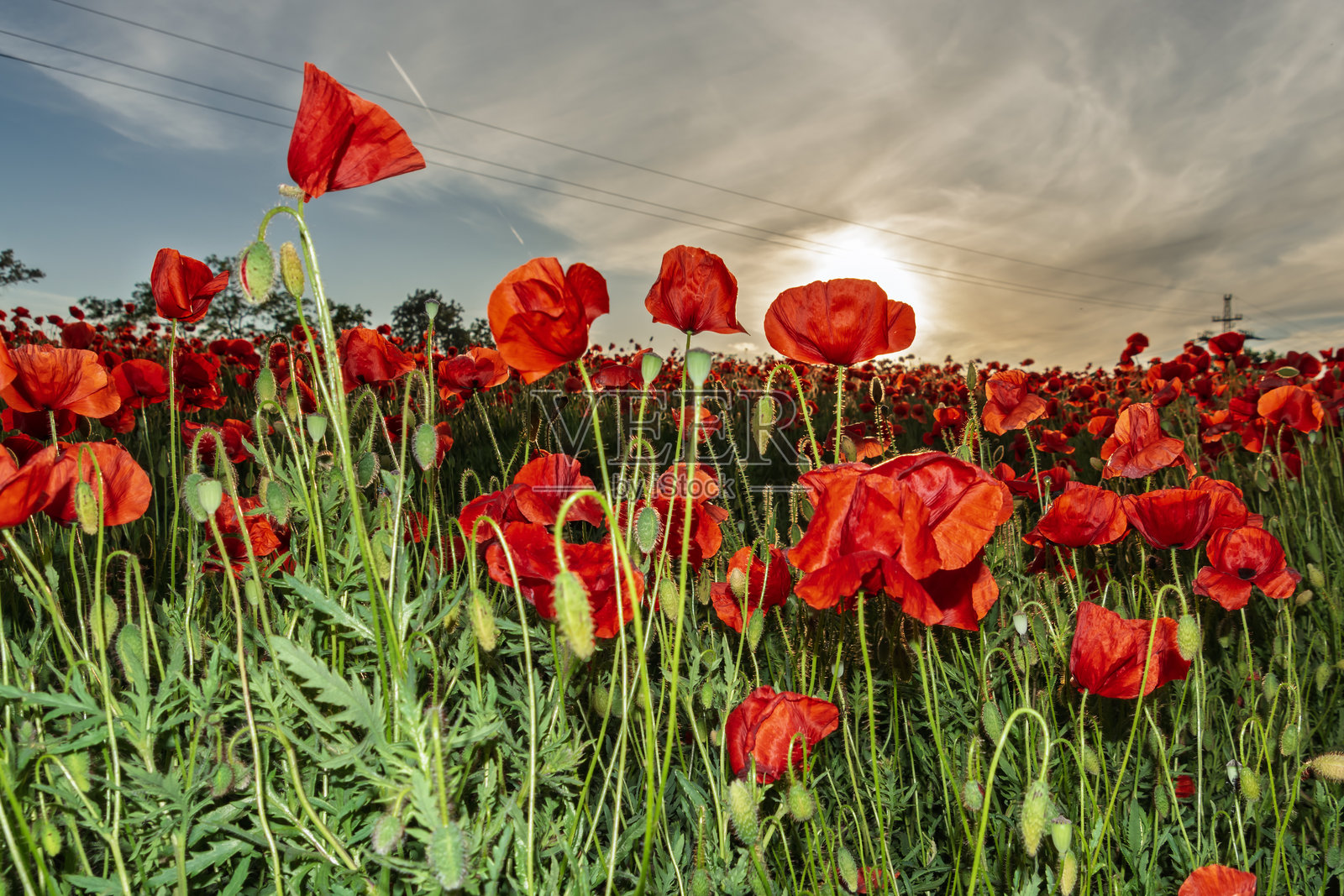 春天的罂粟花田照片摄影图片