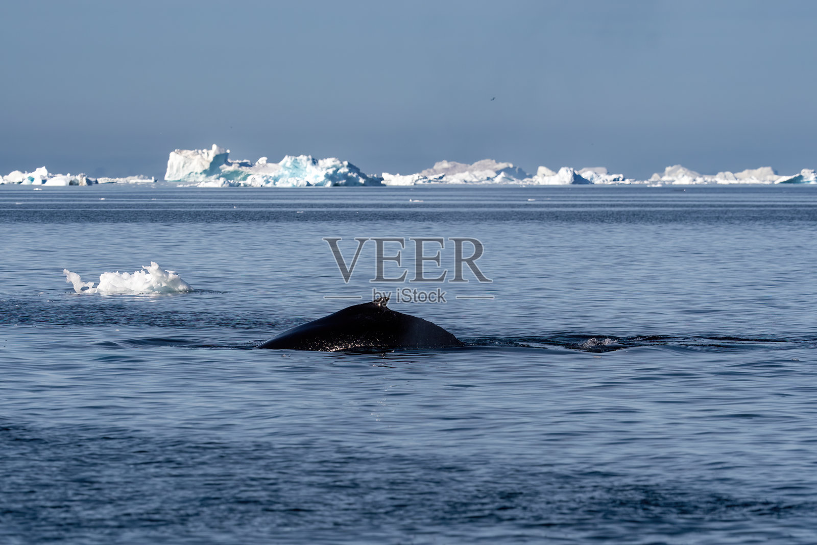 一只座头鲸的鳍在格林兰伊卢利萨特附近的峡湾中从水面跃出，周围是冰山。照片摄影图片