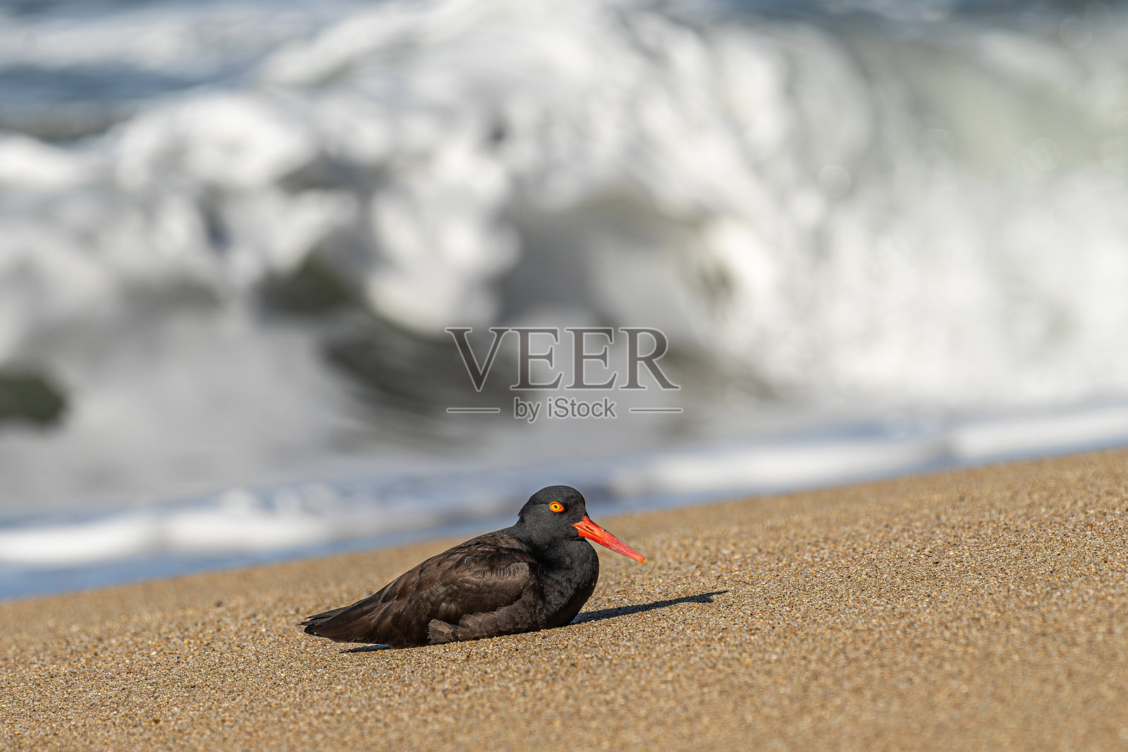 黑贼鸥照片摄影图片