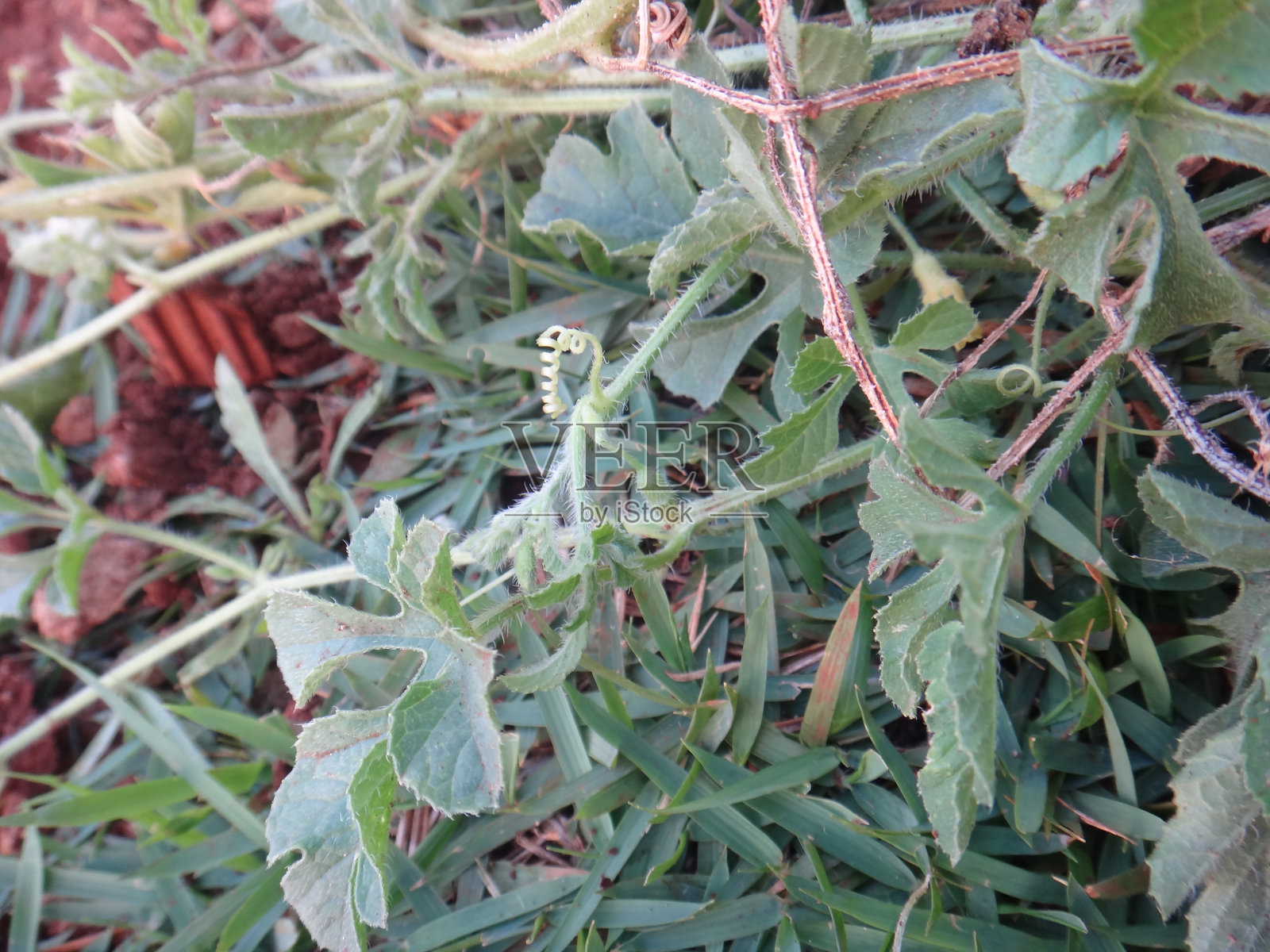 马西克植物（Cucumis anguria）：带刺果实的热带藤本植物，从花到果的全面描绘。展示了马西克植物的热带攀爬习性、鲜艳的黄色花朵和带刺的果实。照片摄影图片