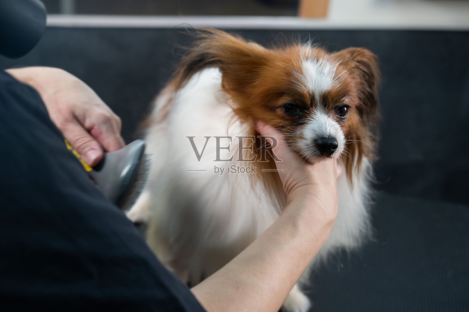 白人女性在美容院为狗狗擦干毛发。大陆巴比犬。照片摄影图片