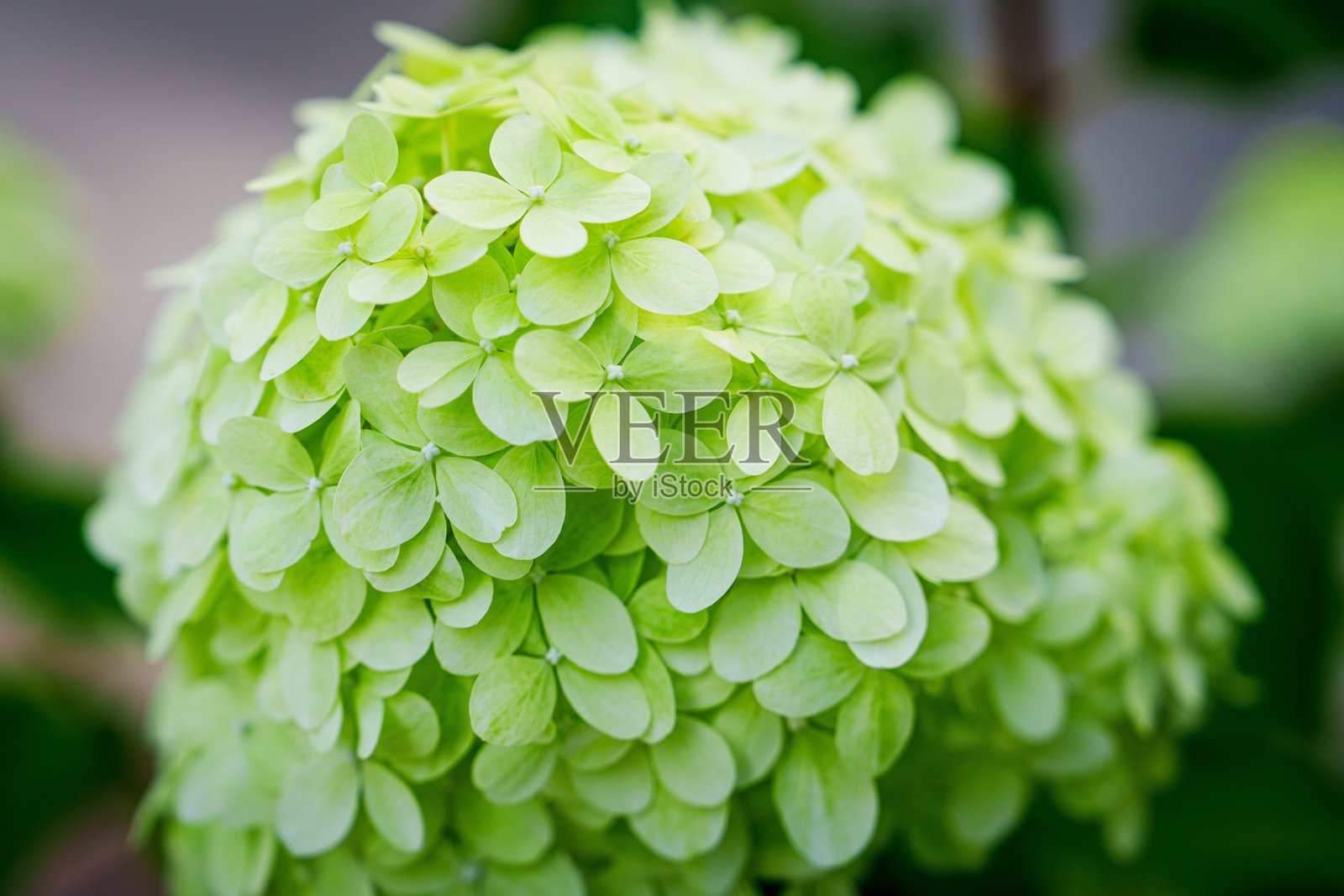 盛开的浅绿色绣球花特写，背景模糊，光线柔和。照片摄影图片