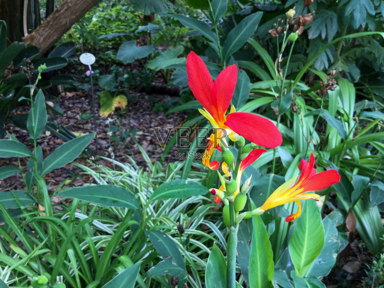 鲜艳的红花在郁郁葱葱的花园中绽放照片摄影图片