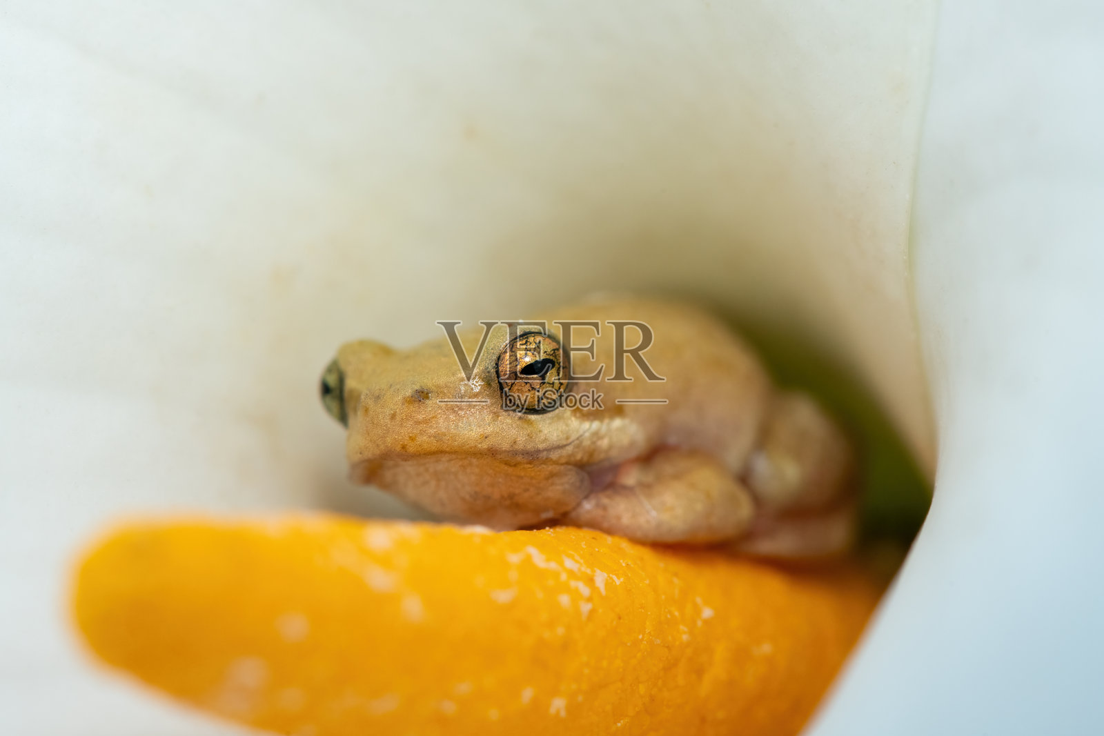 斑点彩绘芦苇蛙 (Hyperolius marmoratus verrucosus)照片摄影图片