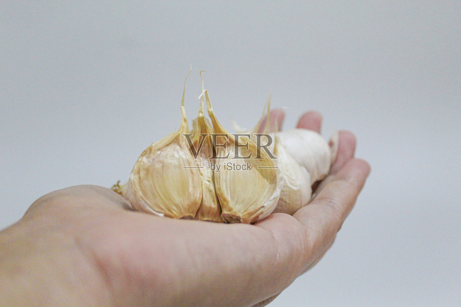 整颗大蒜，手持，孤立在白色背景上。未剥皮，未烹饪。照片摄影图片