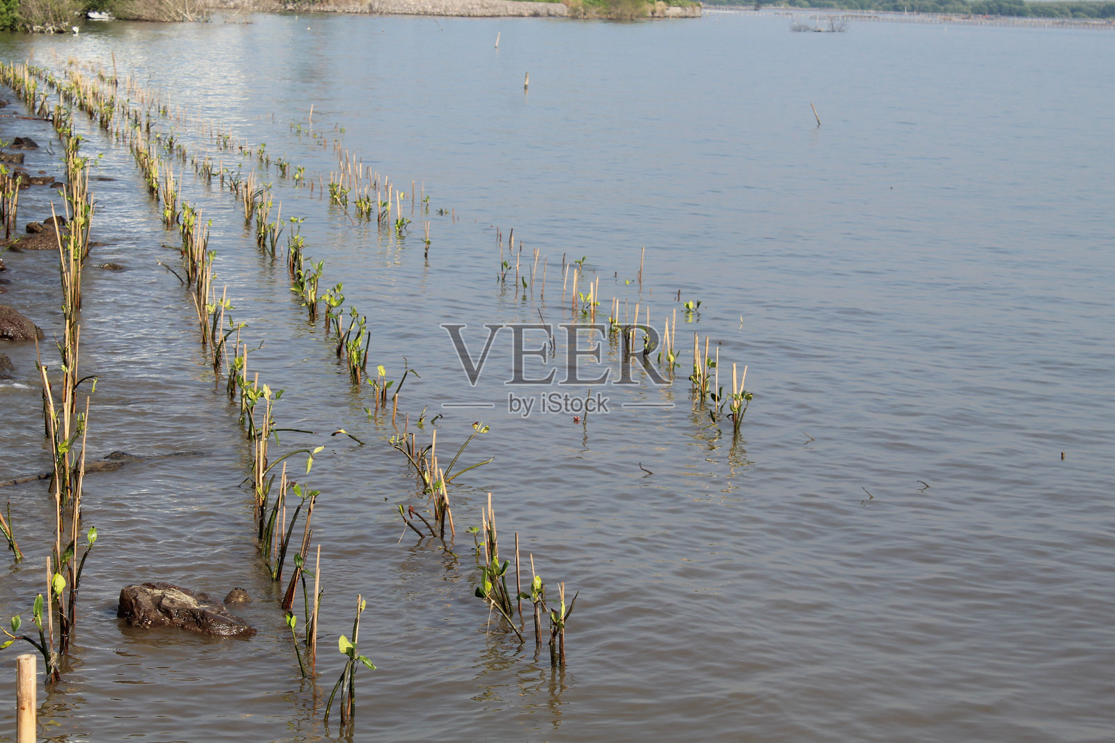海滩上种植的红树林种子照片摄影图片