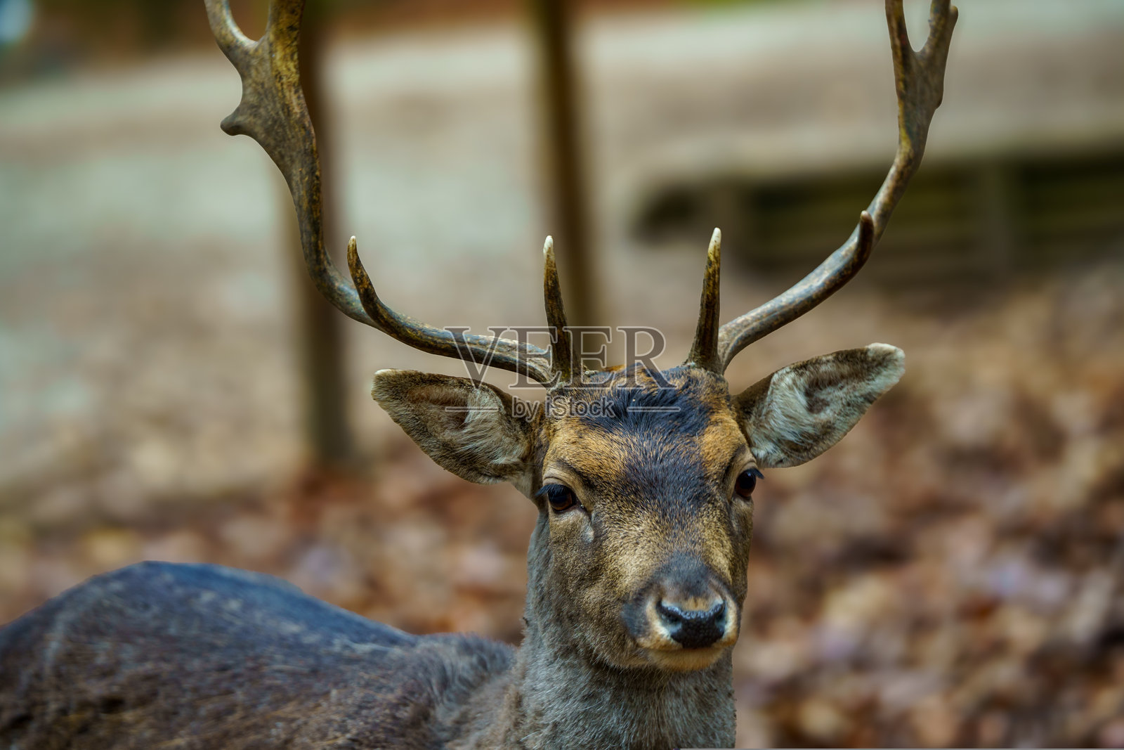 棕色梅花鹿（Capreolus capreolus）肖像，带有角，背景为森林。照片摄影图片