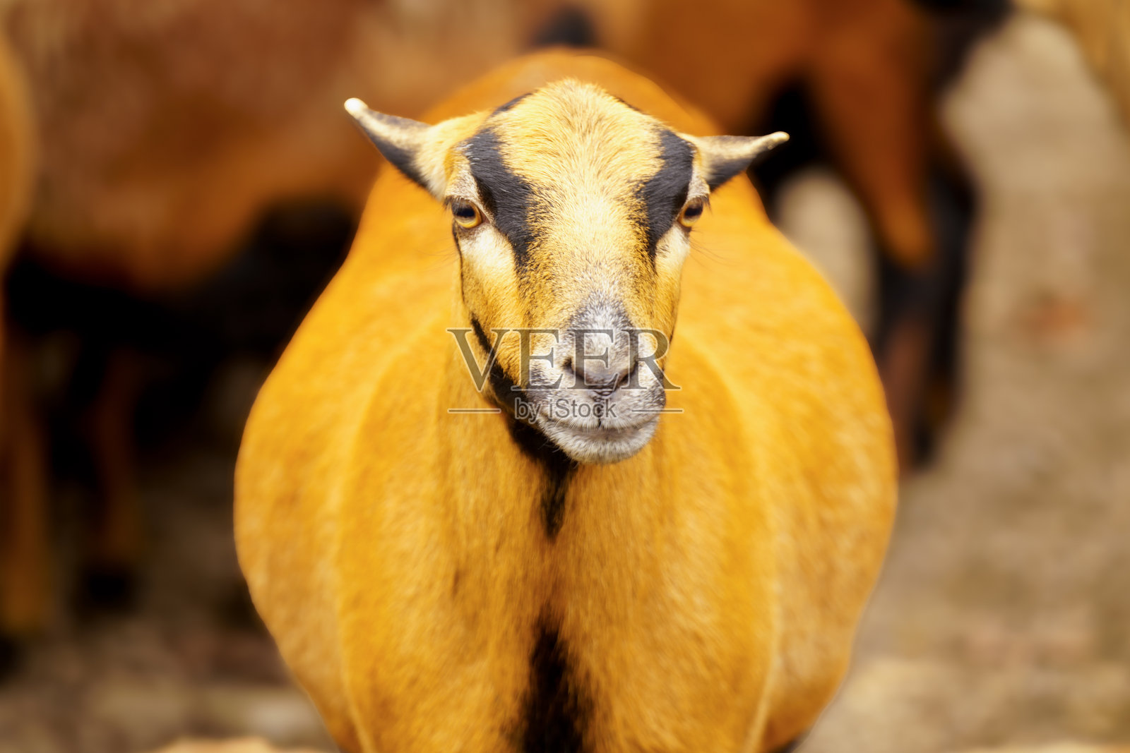 喀麦隆羊，一种家养羊的品种（Ovis gmelini aries）照片摄影图片