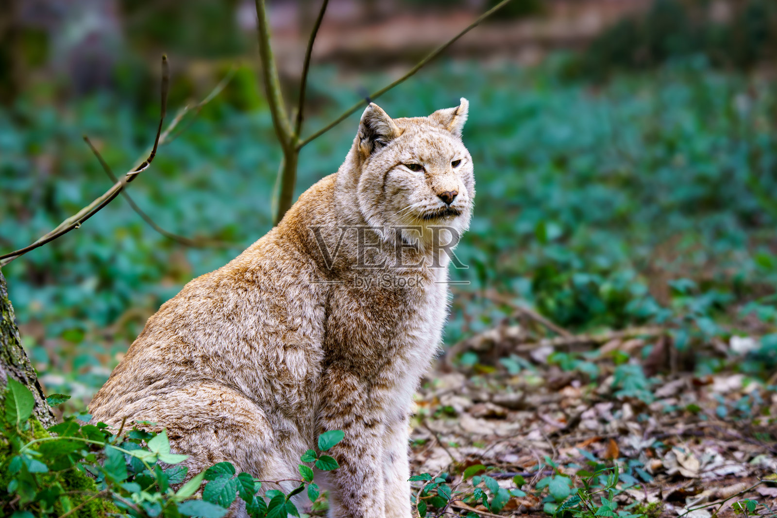 坐着的猞猁特写，背景是森林景观照片摄影图片