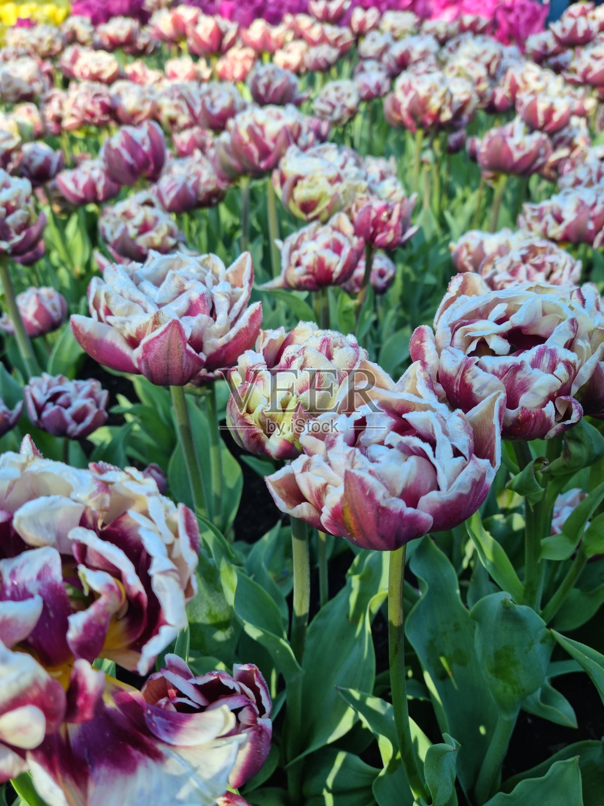 温德姆郁金香花照片摄影图片