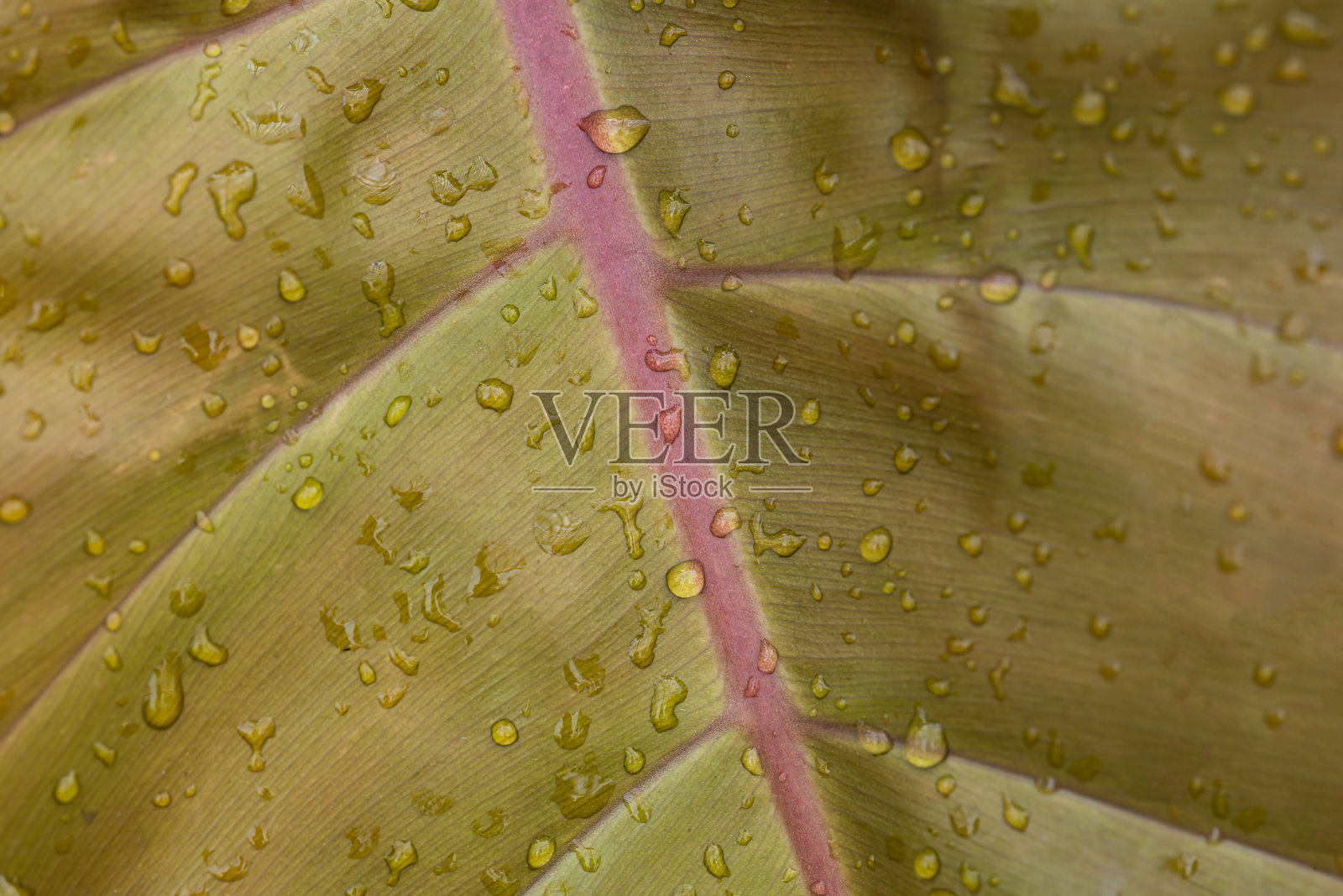 带水珠的菲洛德伦叶子，自然纹理背景照片摄影图片