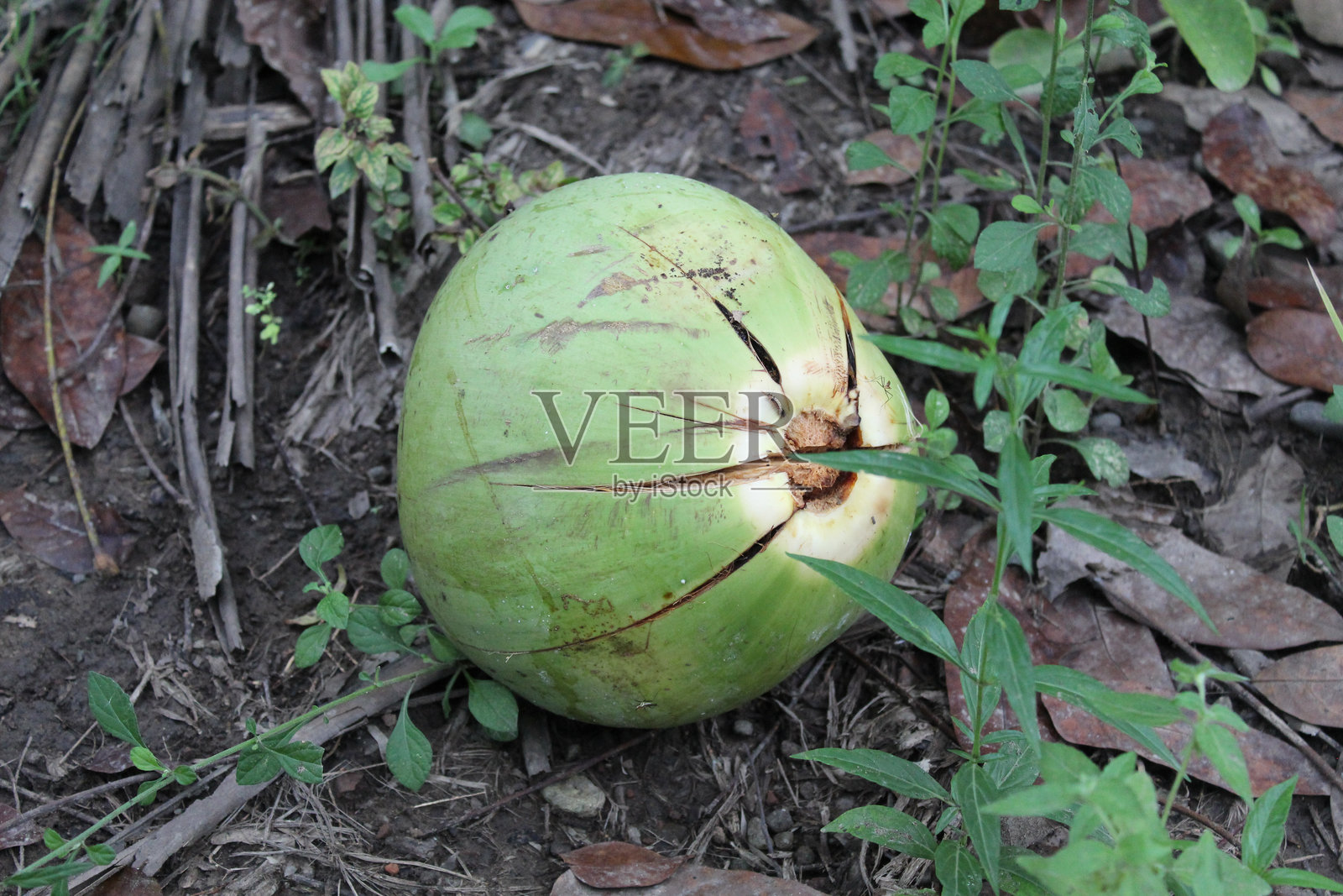 整个椰子放在地上，从上方视角观察照片摄影图片