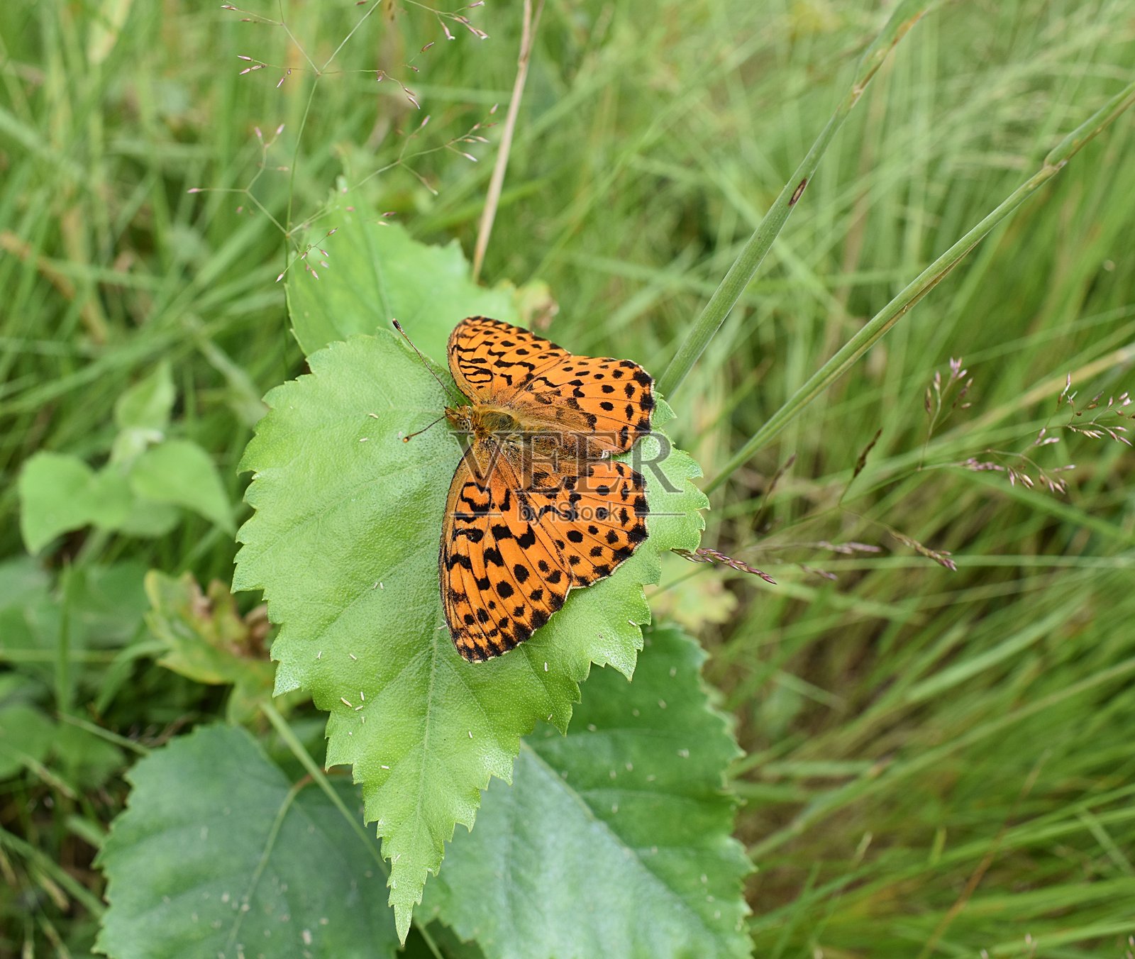大理石斑蝶（Brenthis daphne）（法语：Nacré de la ronce）照片摄影图片