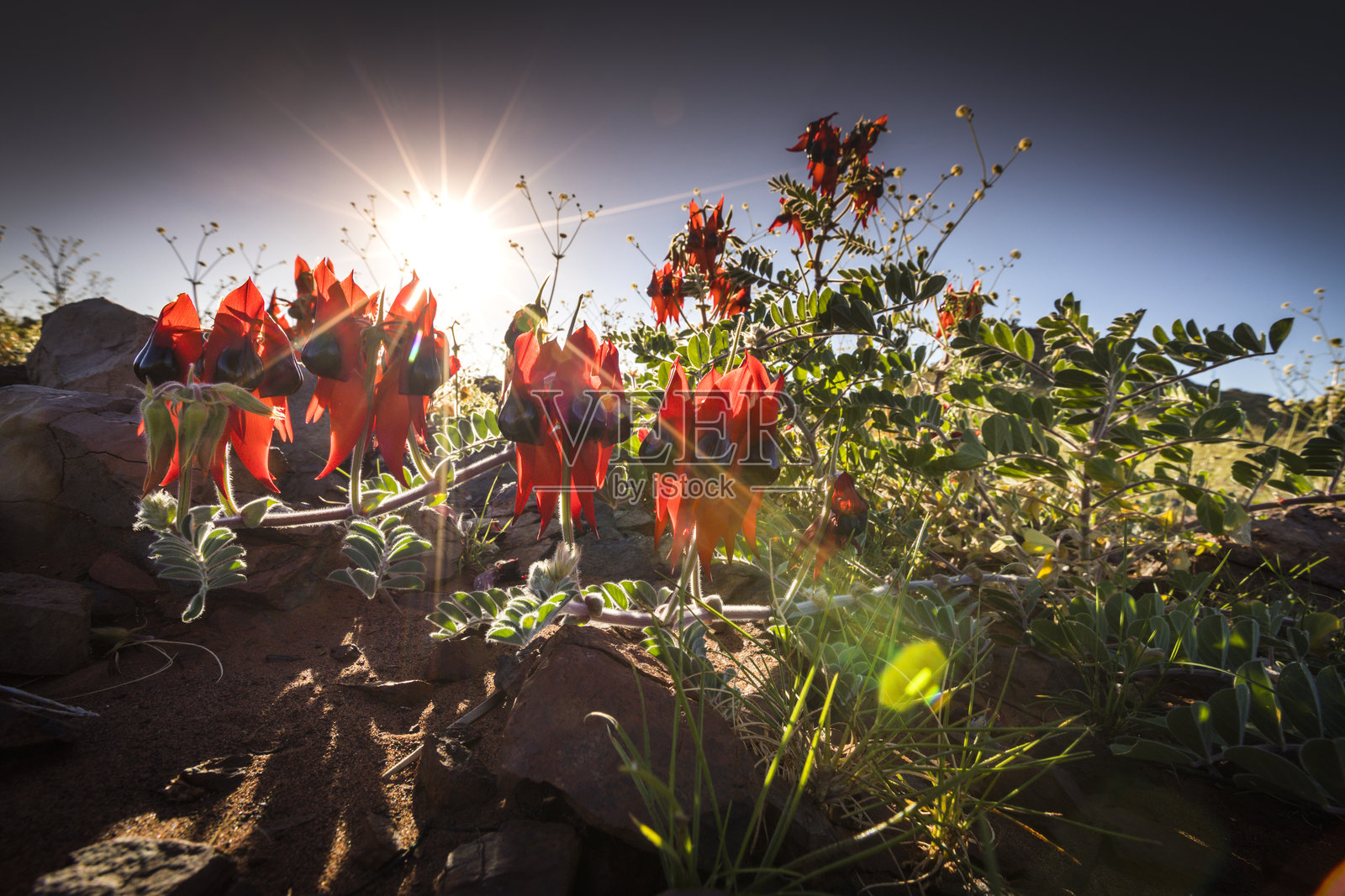 斯图尔特沙漠豌豆照片摄影图片