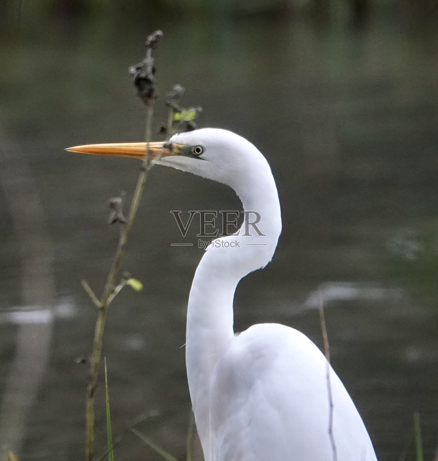 大白鹭特写照片摄影图片