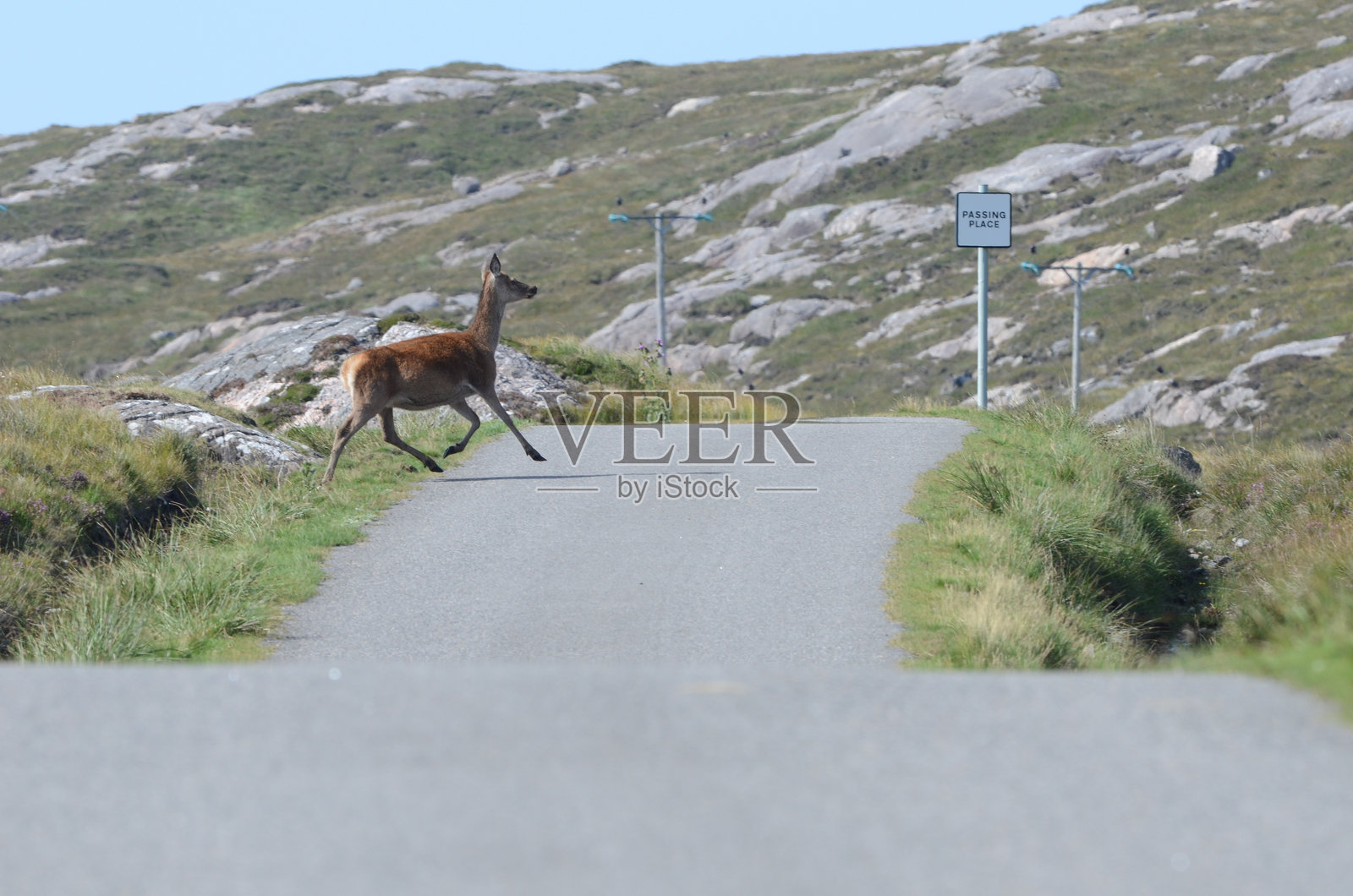 红鹿在停车带上照片摄影图片