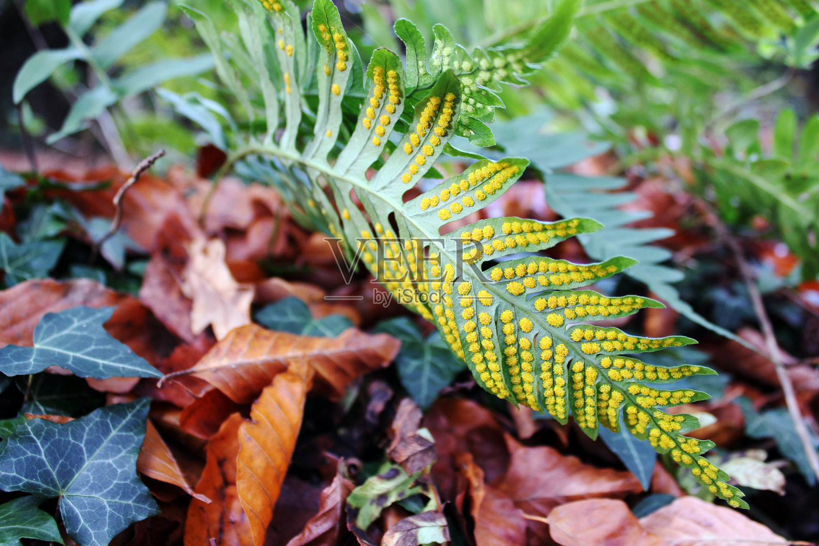 秋天的落叶覆盖在森林地面上的黄种子蕨类植物照片摄影图片
