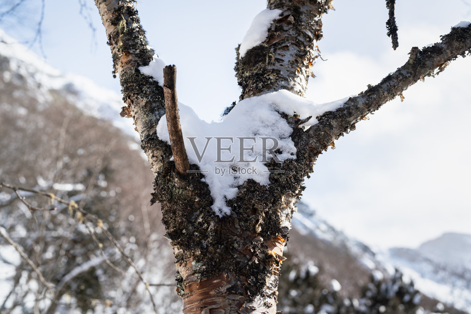 树枝和叶子上覆盖着雪花，雪后景象。照片摄影图片