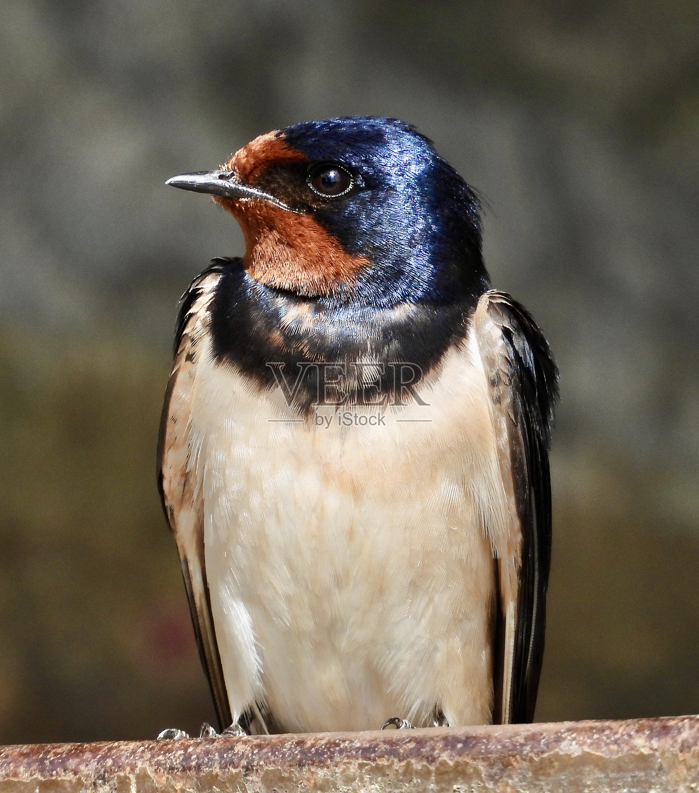 barn swallow特写照片摄影图片