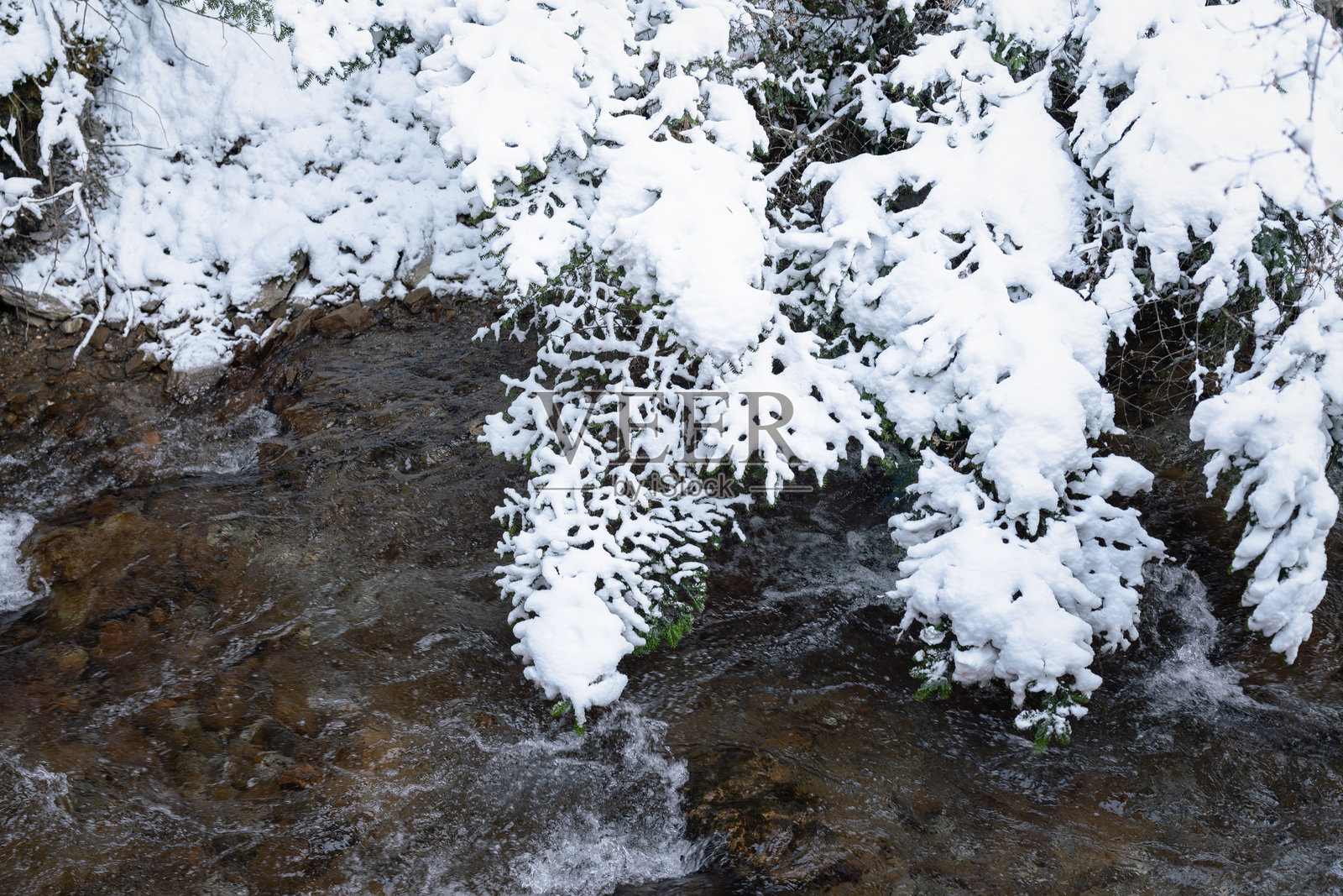 雪花落在树枝和叶子上，雪后景象。照片摄影图片