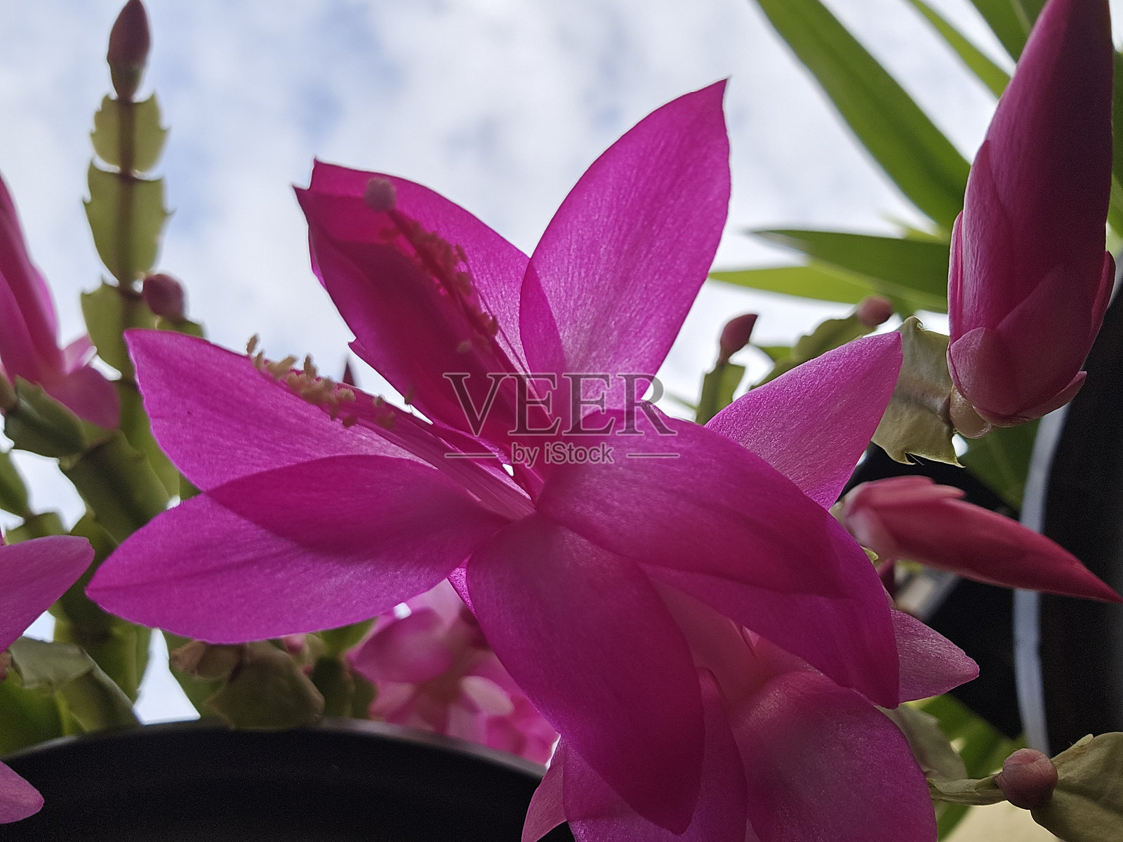 花照片摄影图片