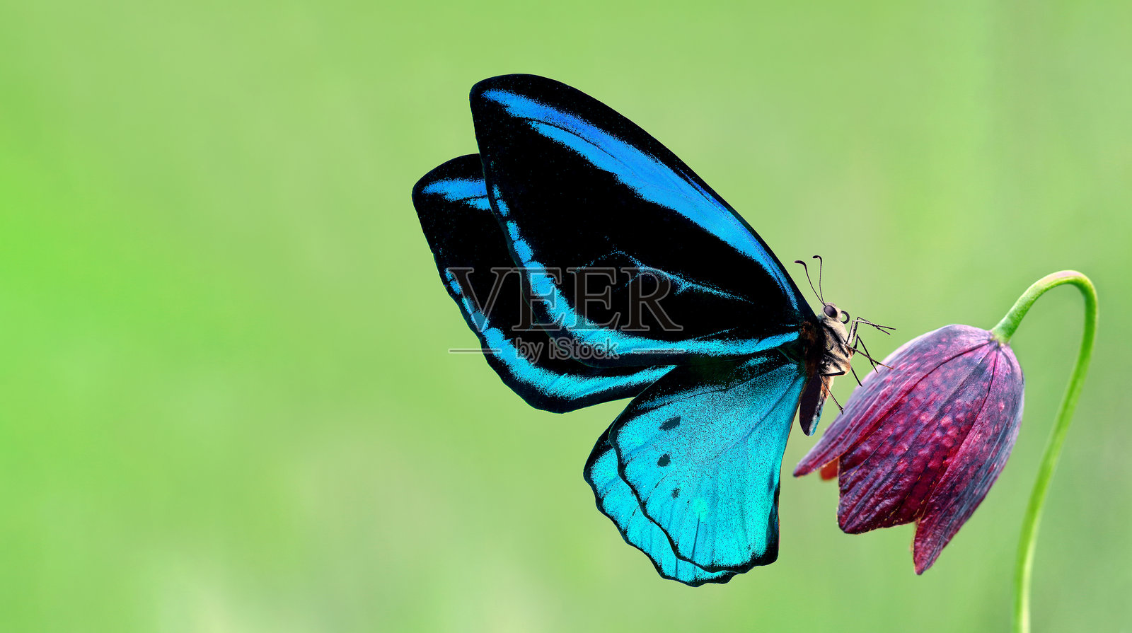 明亮的蓝色热带鸟翼蝴蝶停在紫色郁金香花上。飞翔的彩色蝴蝶。蝴蝶的鸟翼。照片摄影图片