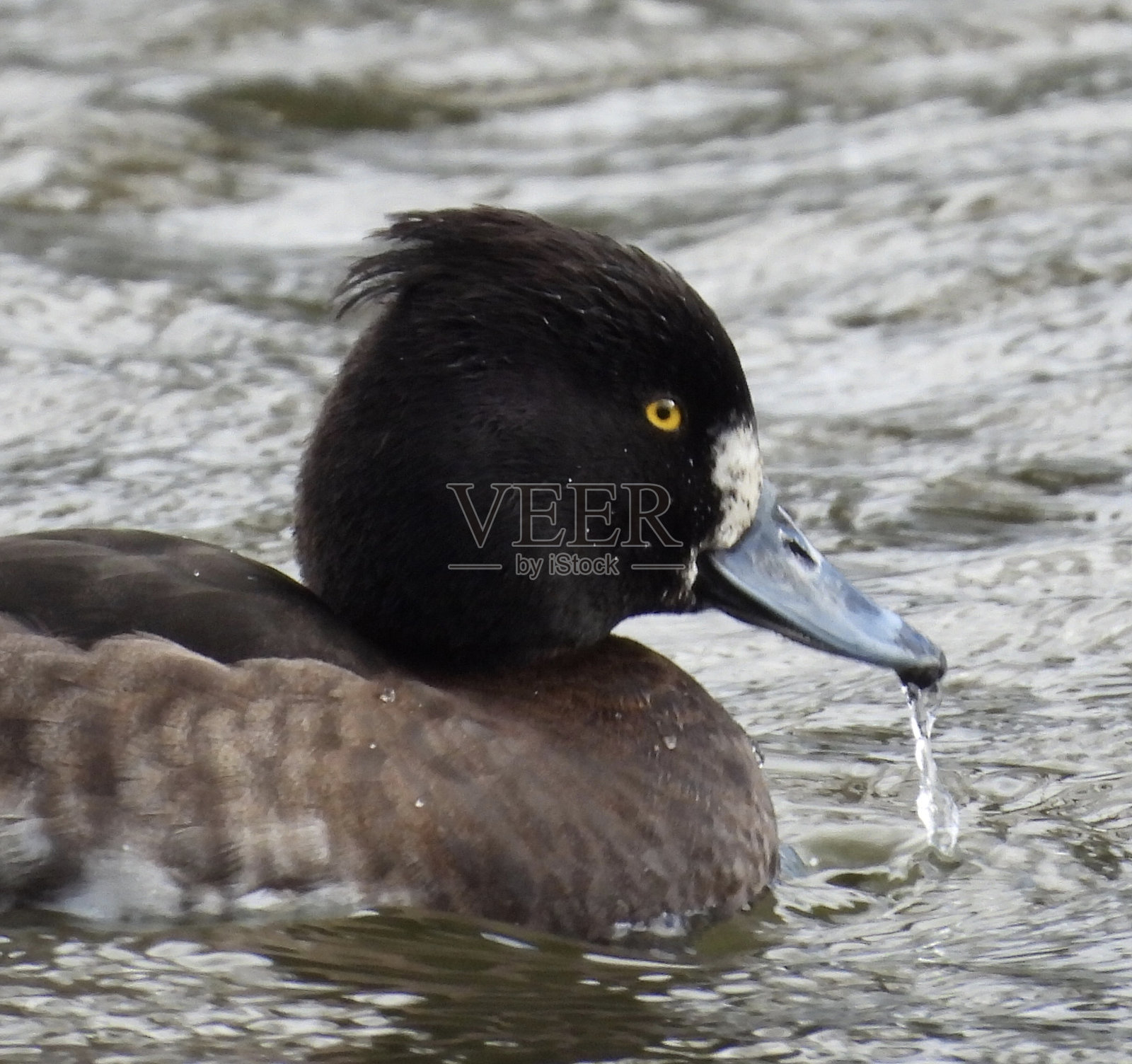 tufted duck雌性照片摄影图片
