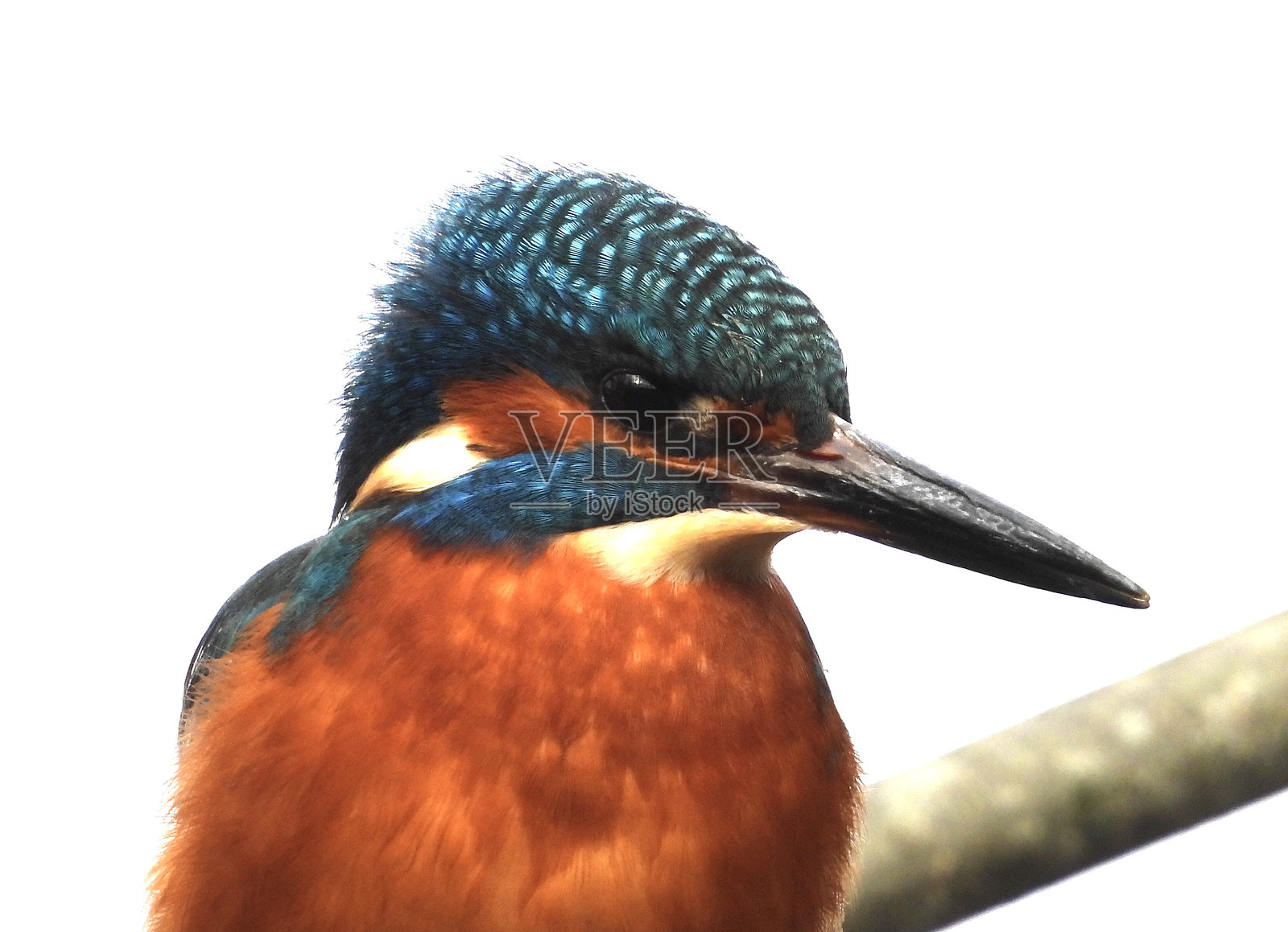 翠鸟特写照片摄影图片