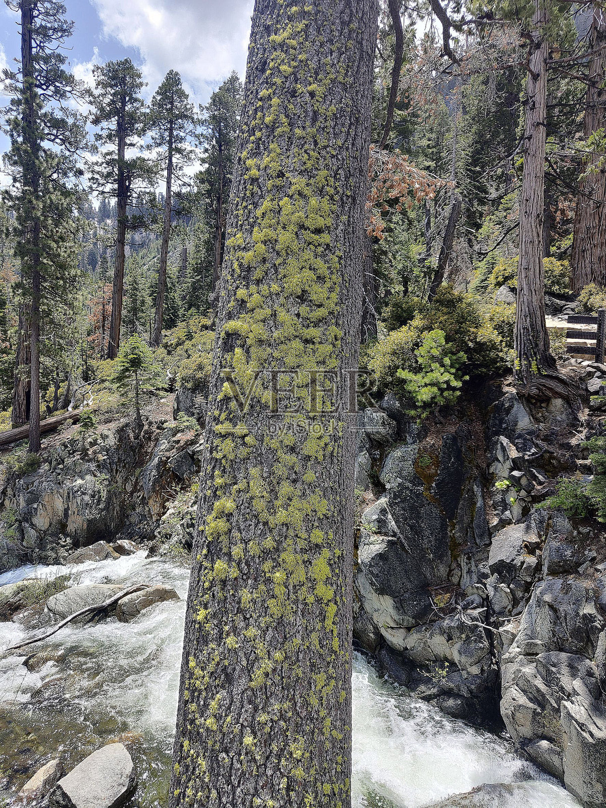 美国南湖塔霍的翡翠湾州立公园里生长的绿色苔藓。照片摄影图片